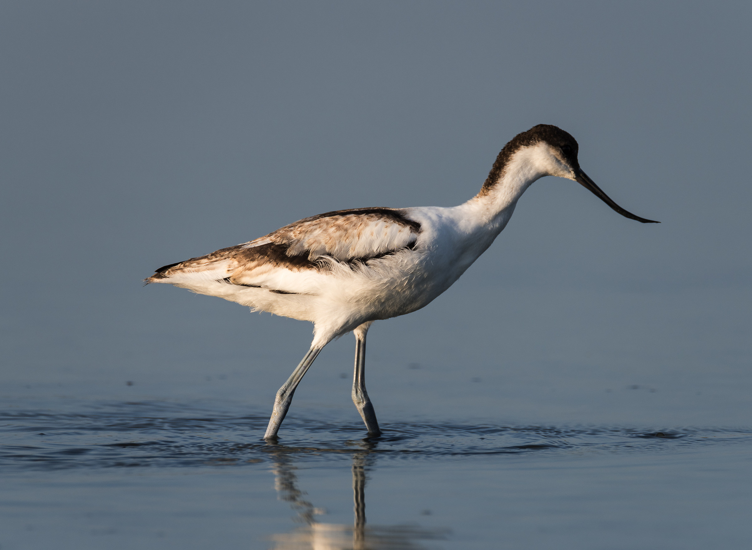avocet young