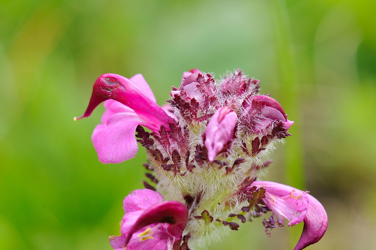 Pedicularis cenisia Gaudin