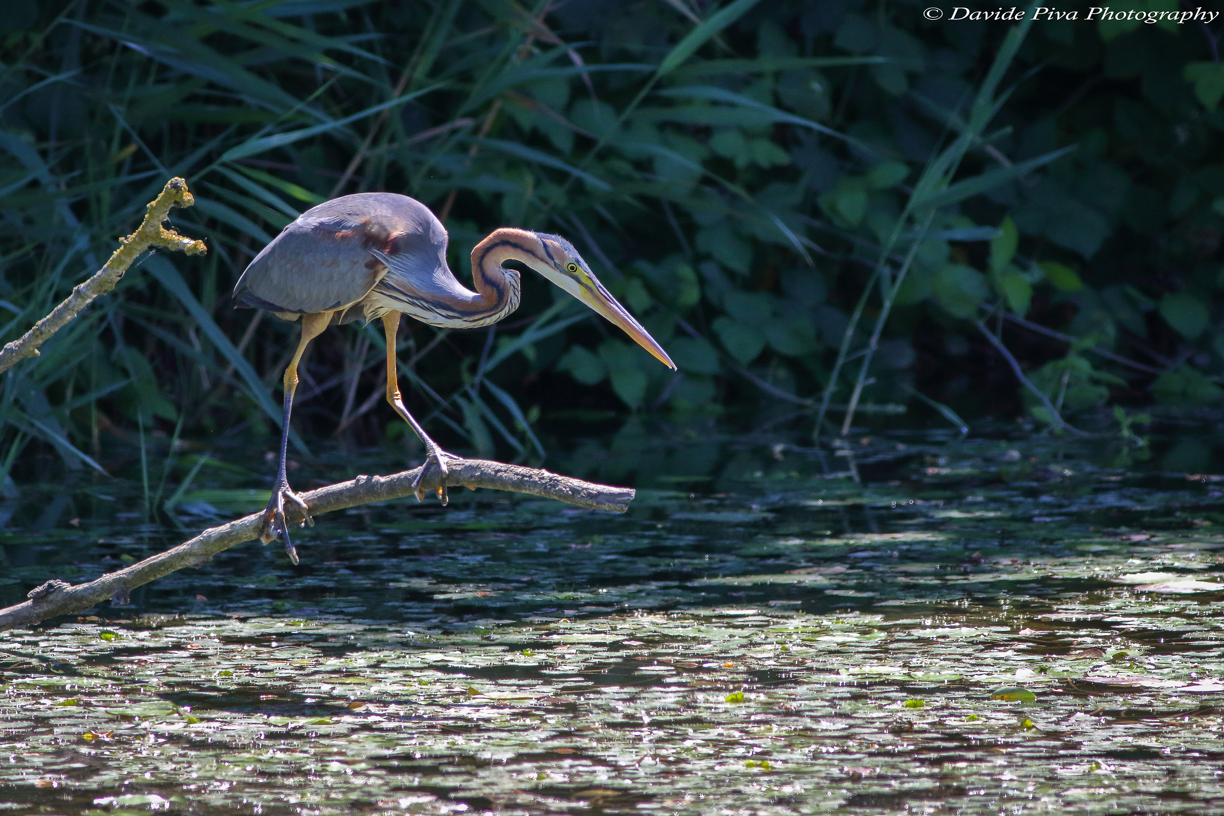 Purple Heron fishing (Ardea purpurea), Po Delta
