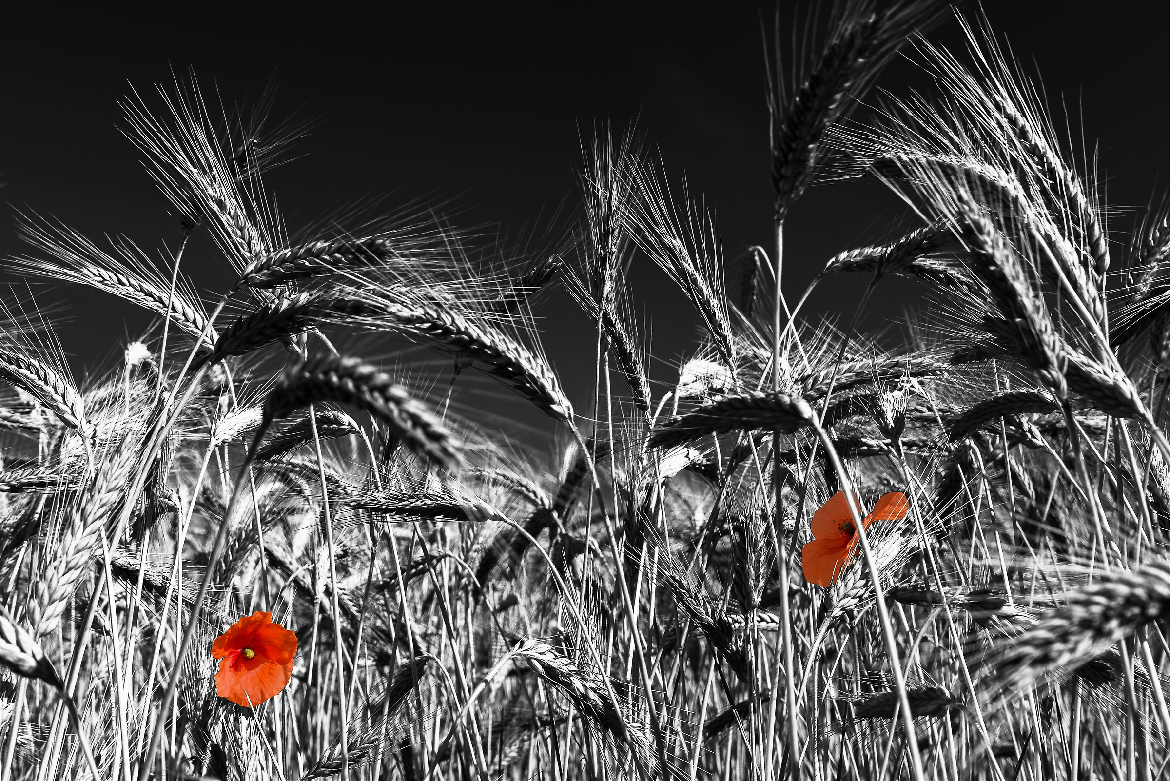 Soli contro.. tutte!