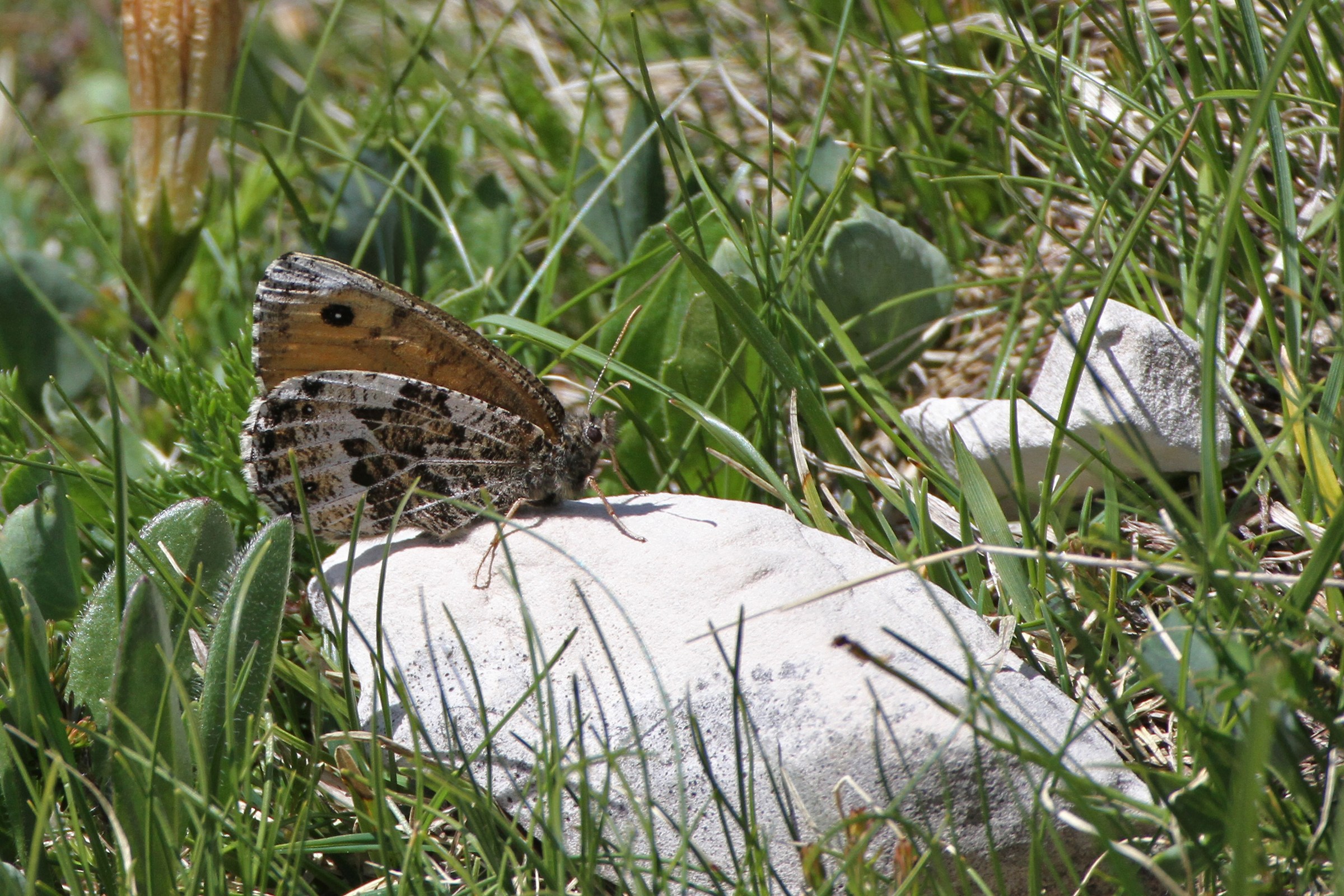 Oeneis glacialis -Dolomiti