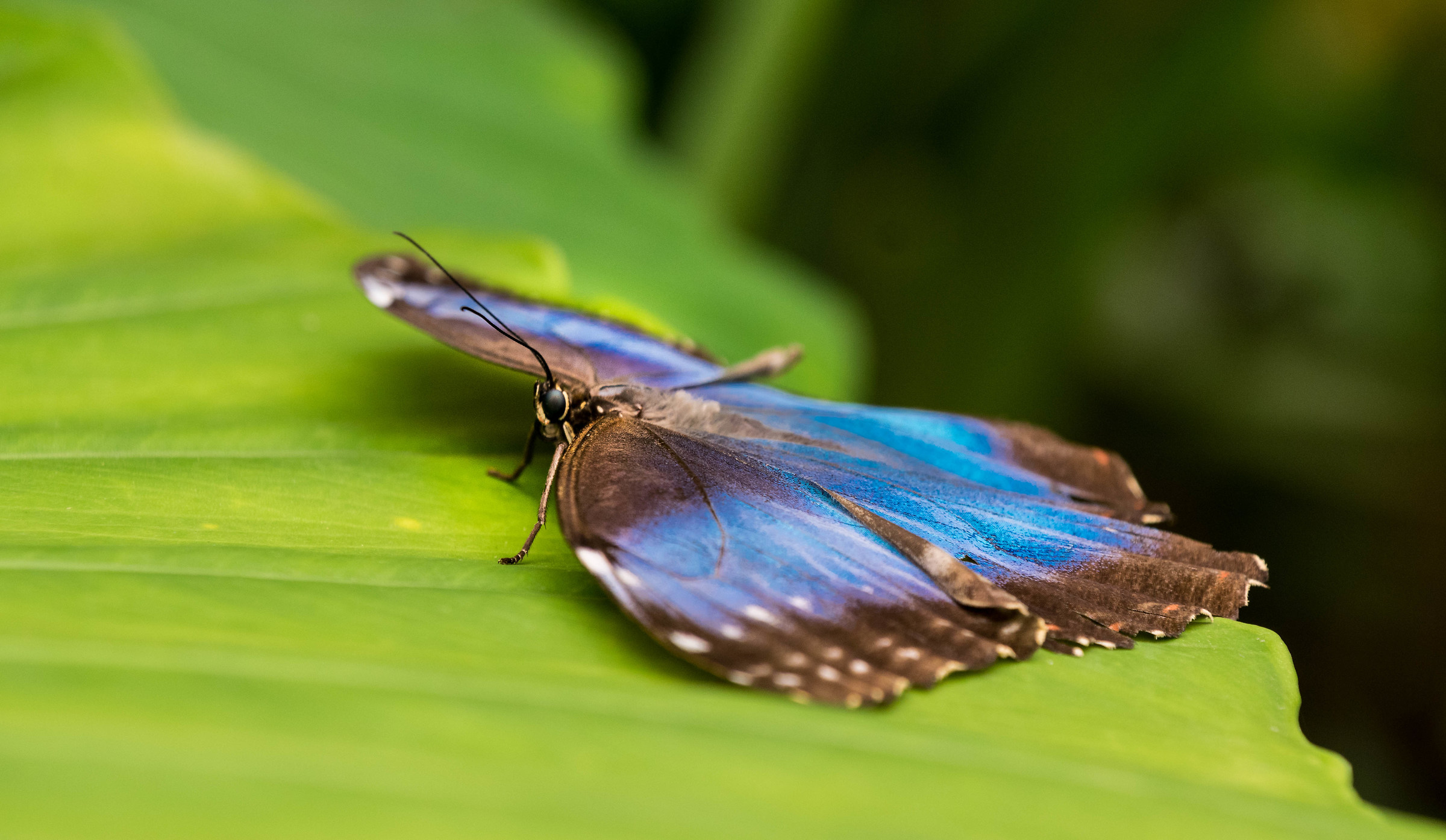 Morpho Peleides - An Electric Blue Beauty!