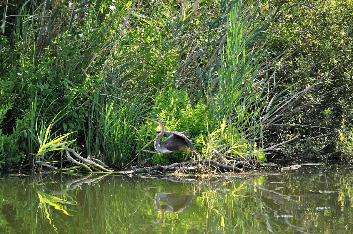 airone rosso...pronto al volo