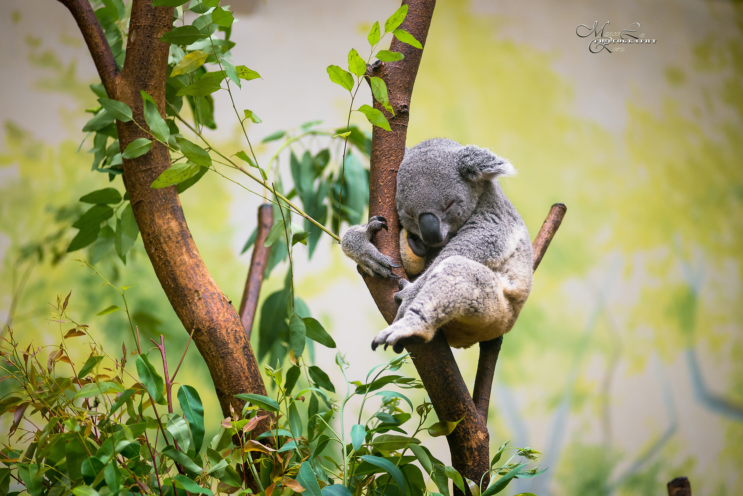 Koala's rest
