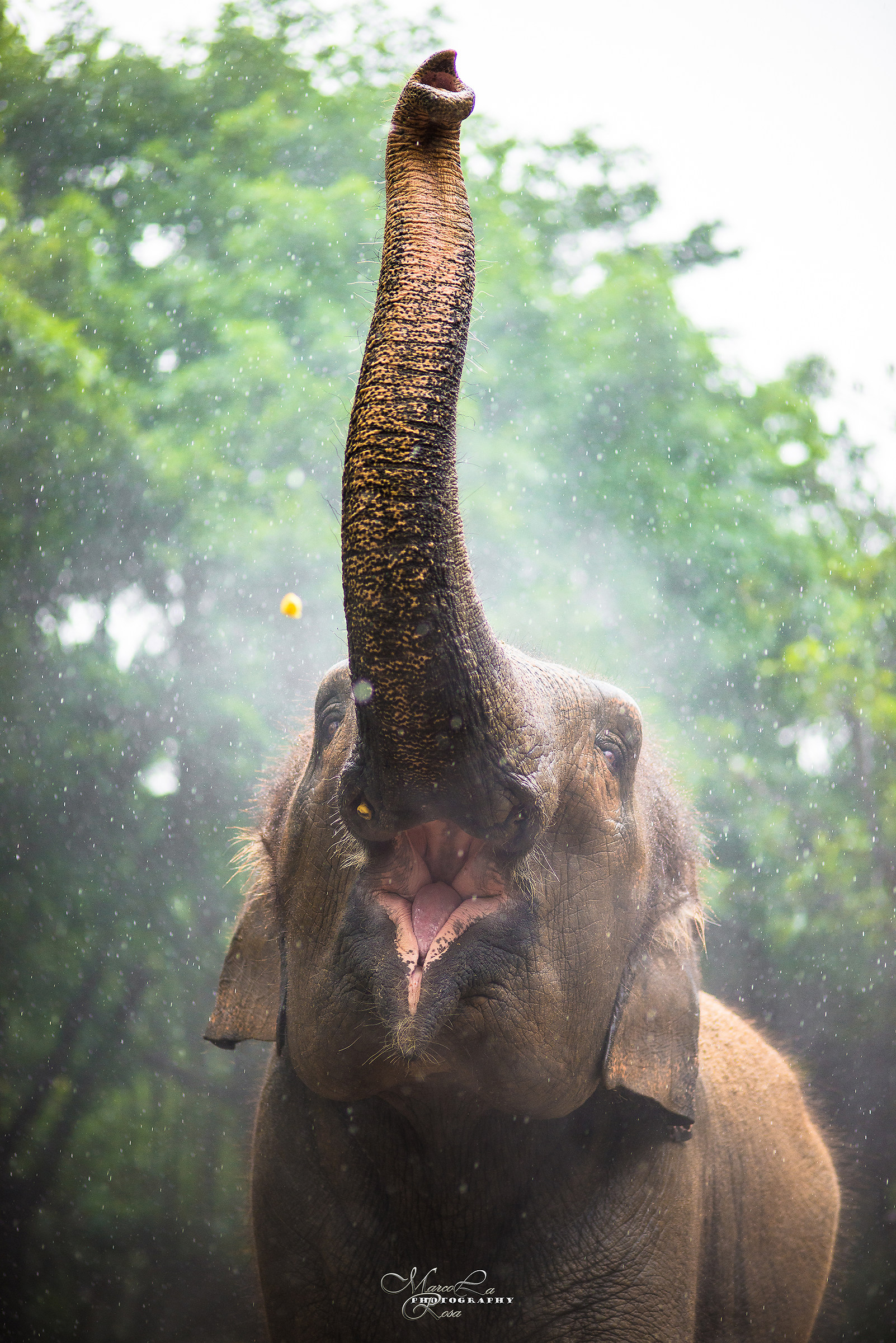 Indian Elephant