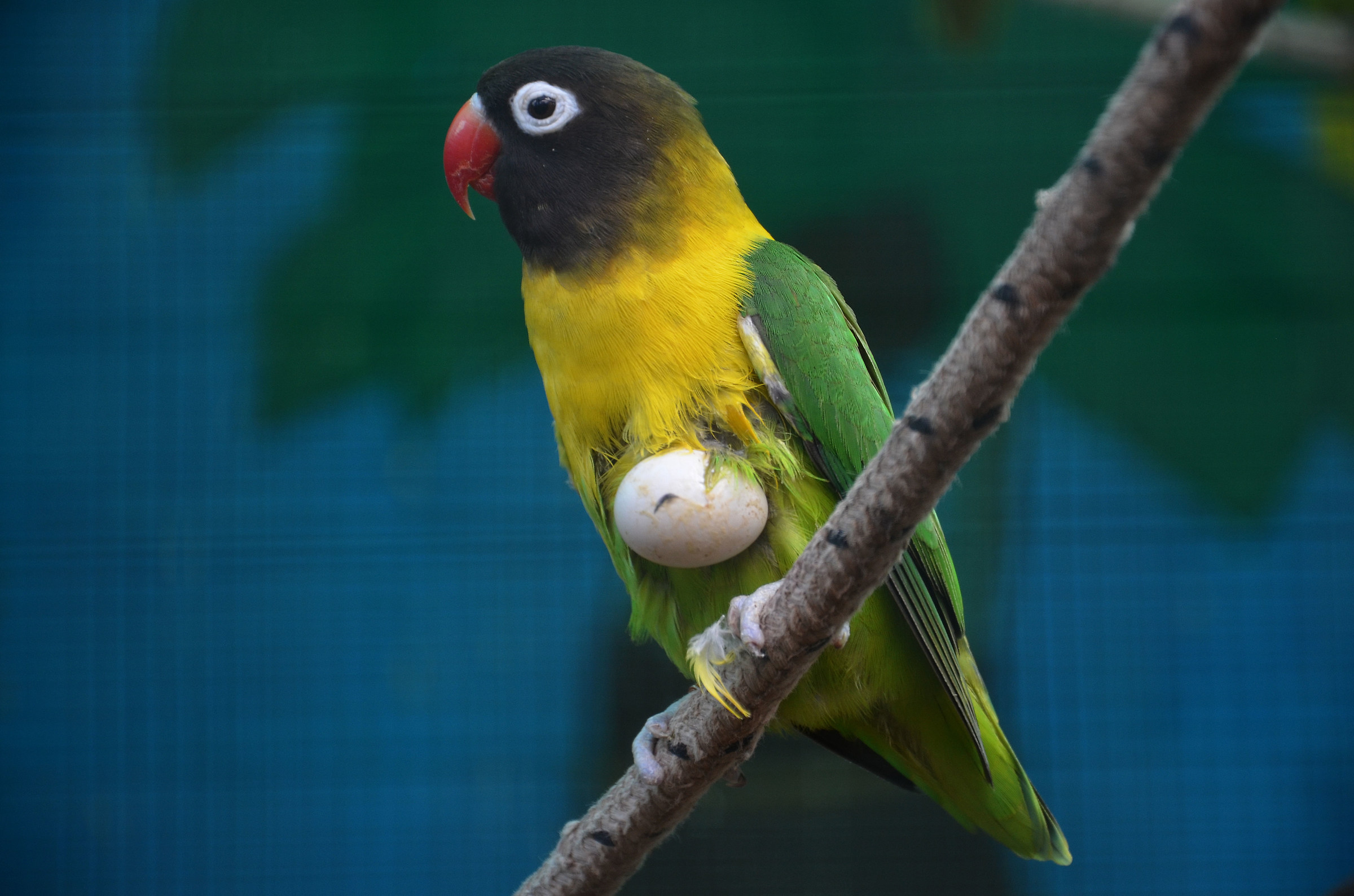 ... I took him behind the egg !!! (Agapornis personatus)