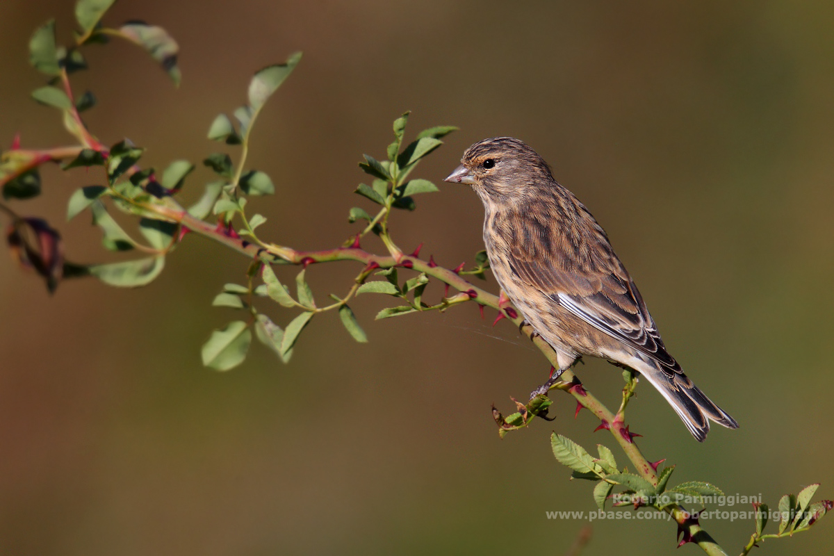 Composizione con fanello
