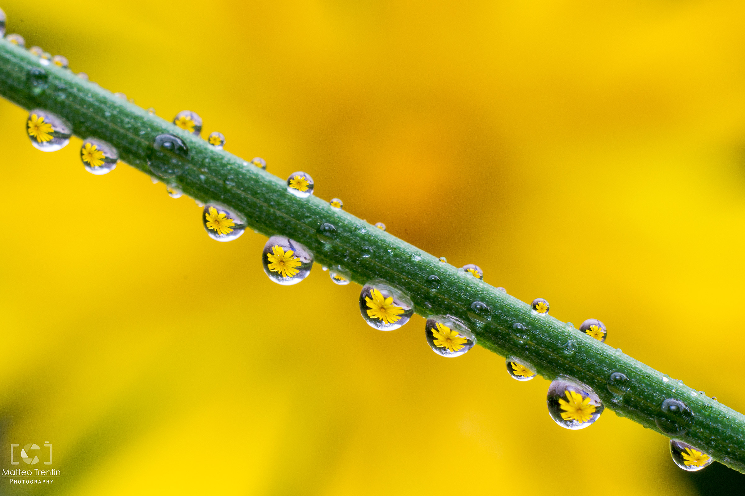Drops flower