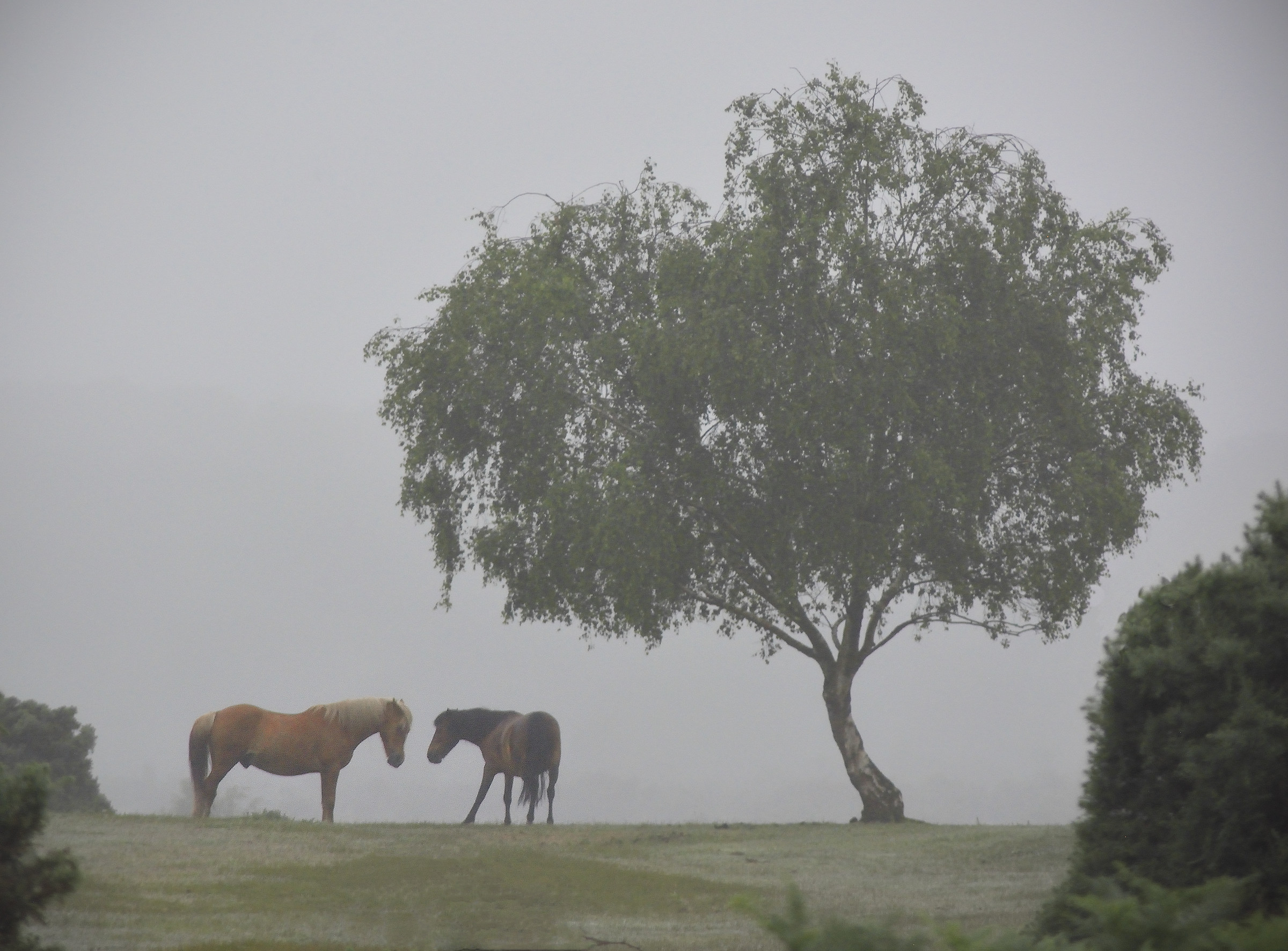 Beautiful New Forest Stallion & Mare (in the rain)