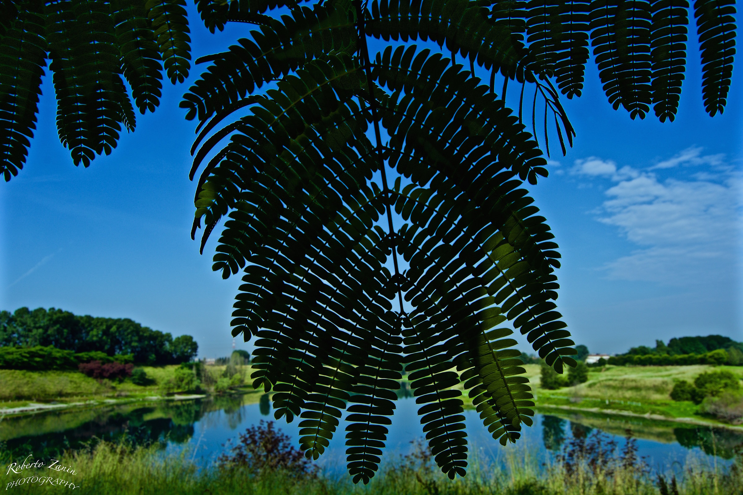 Sotto una Acacia nr.1