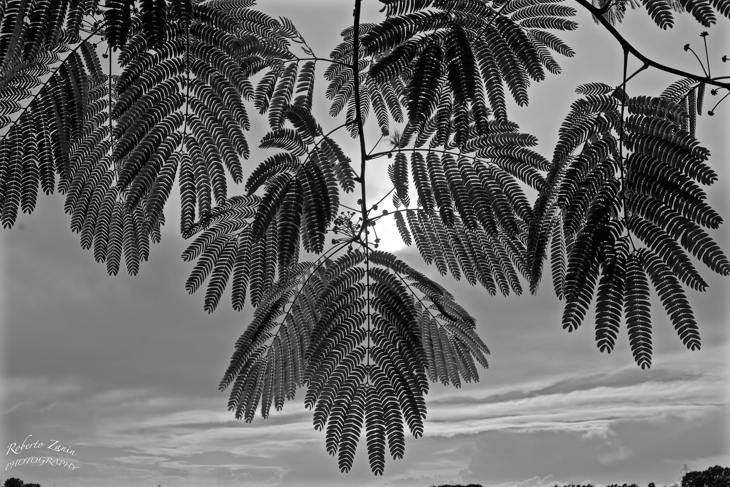 Sotto una Acacia nr.2