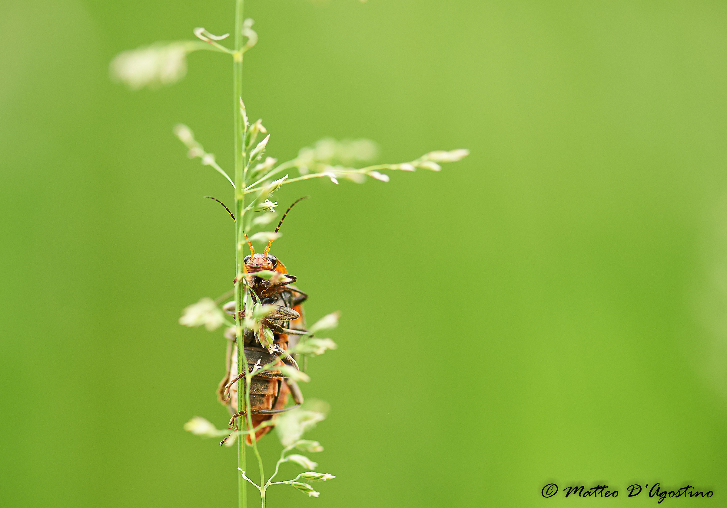 Cantharis livid - False firefly