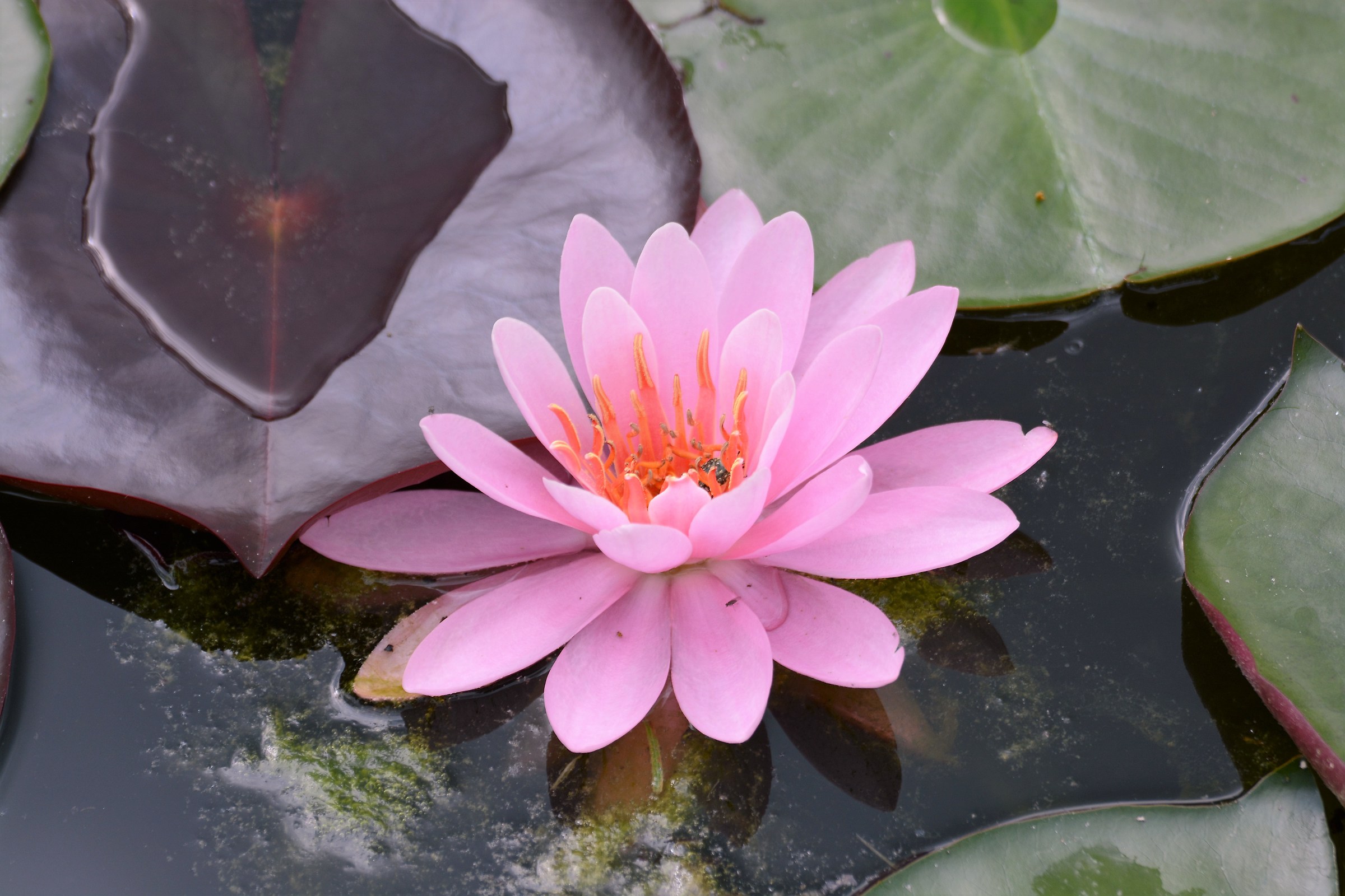 ninfea nel parco di sigurtà