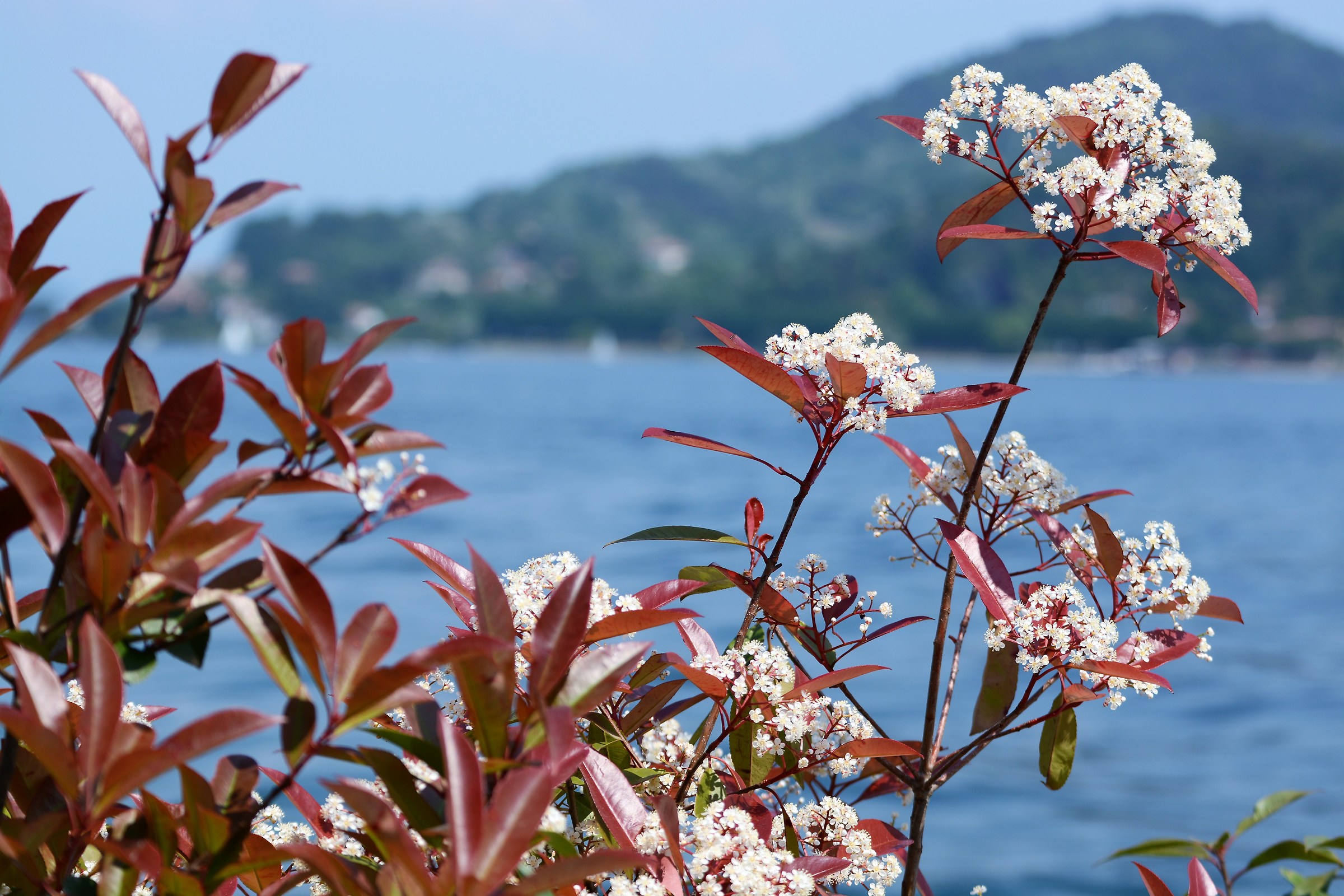 Dettaglio di fiore sul lago maggiore