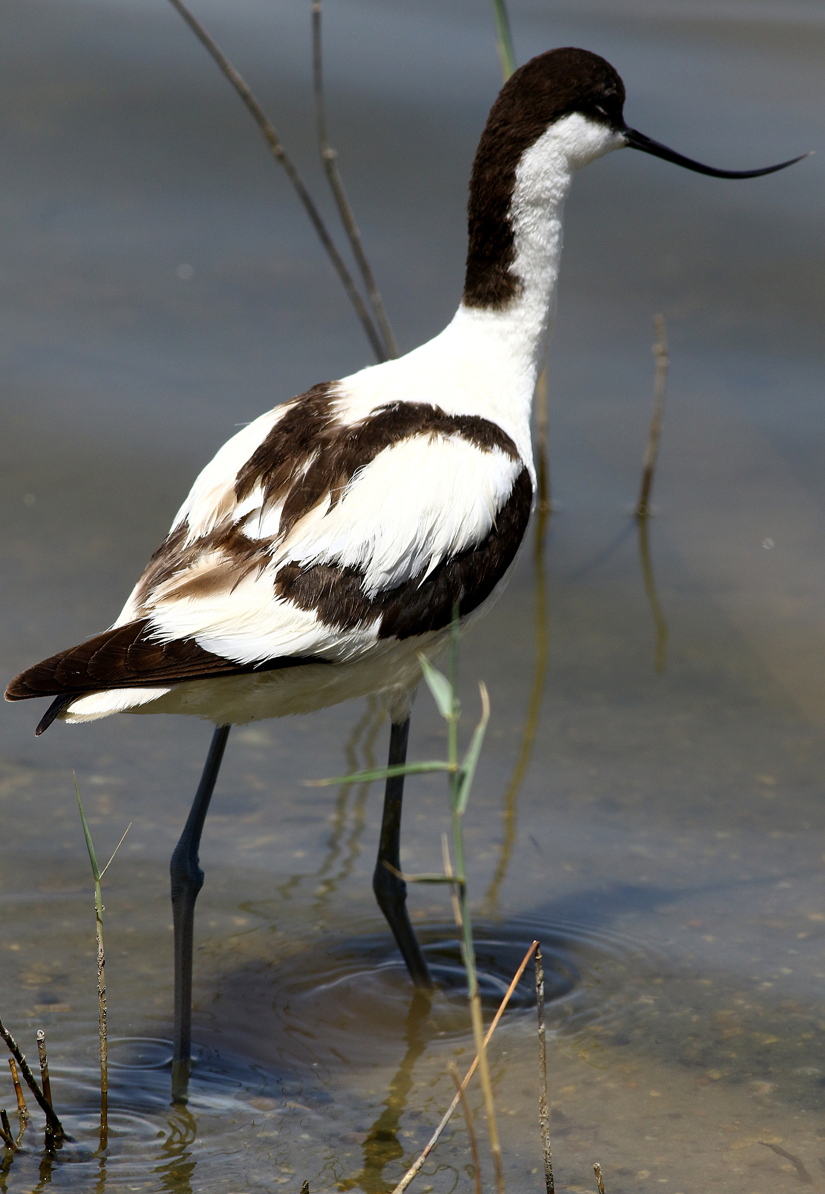 The elegance of the 'Avocet 2nd.