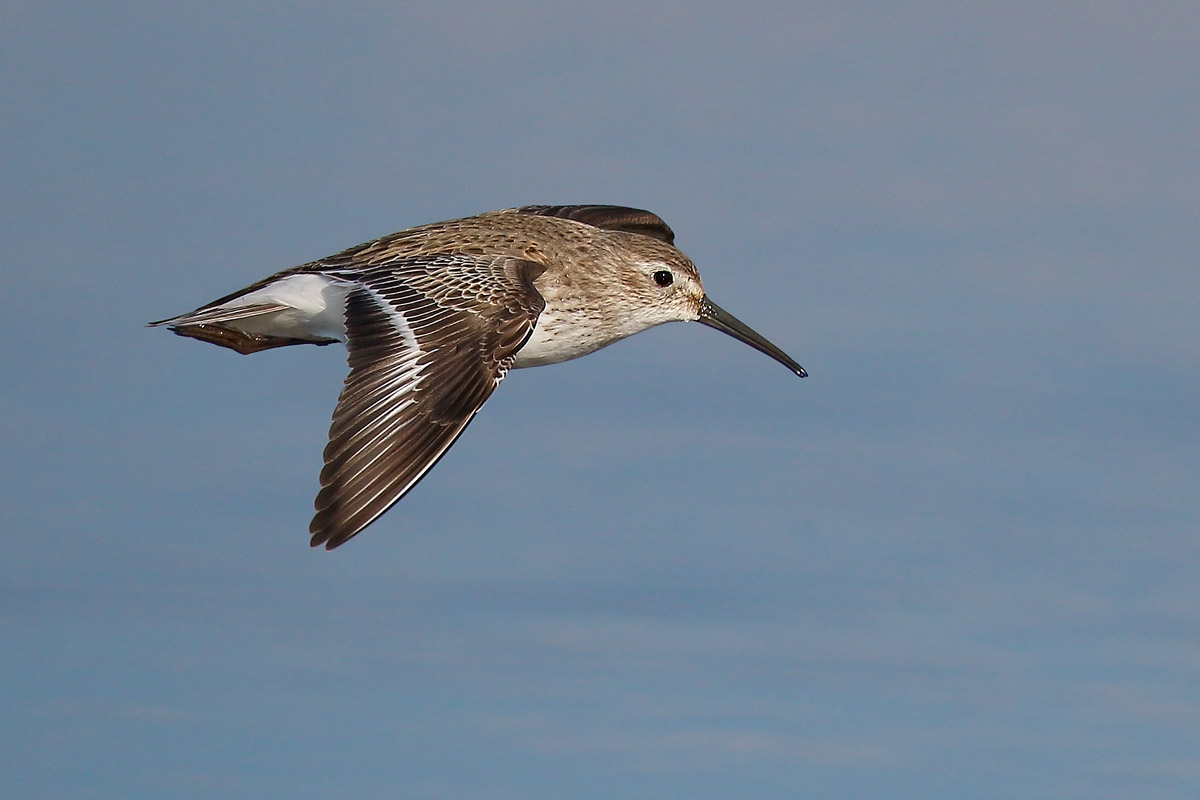 Sandpiper black belly