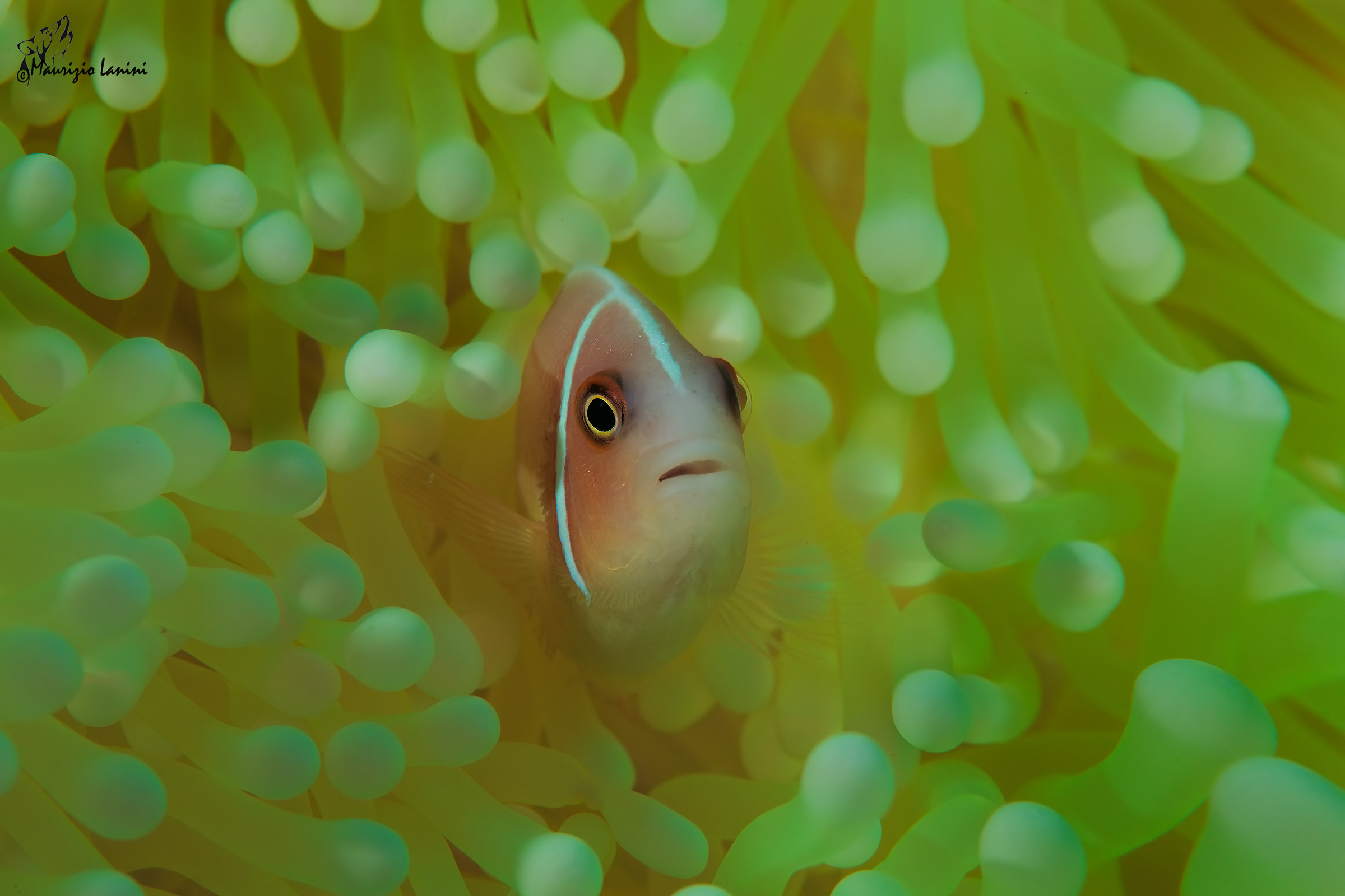 Green sea water (HD)