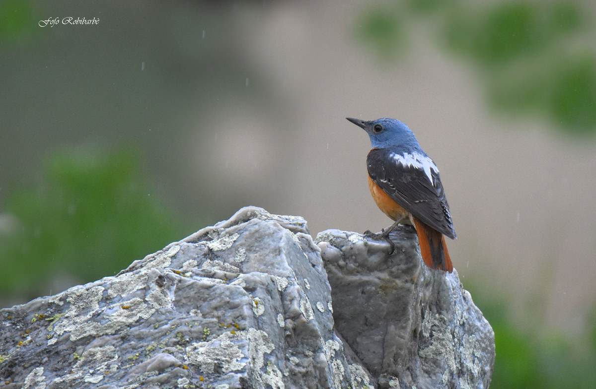 Codirossone...sotto la pioggia...