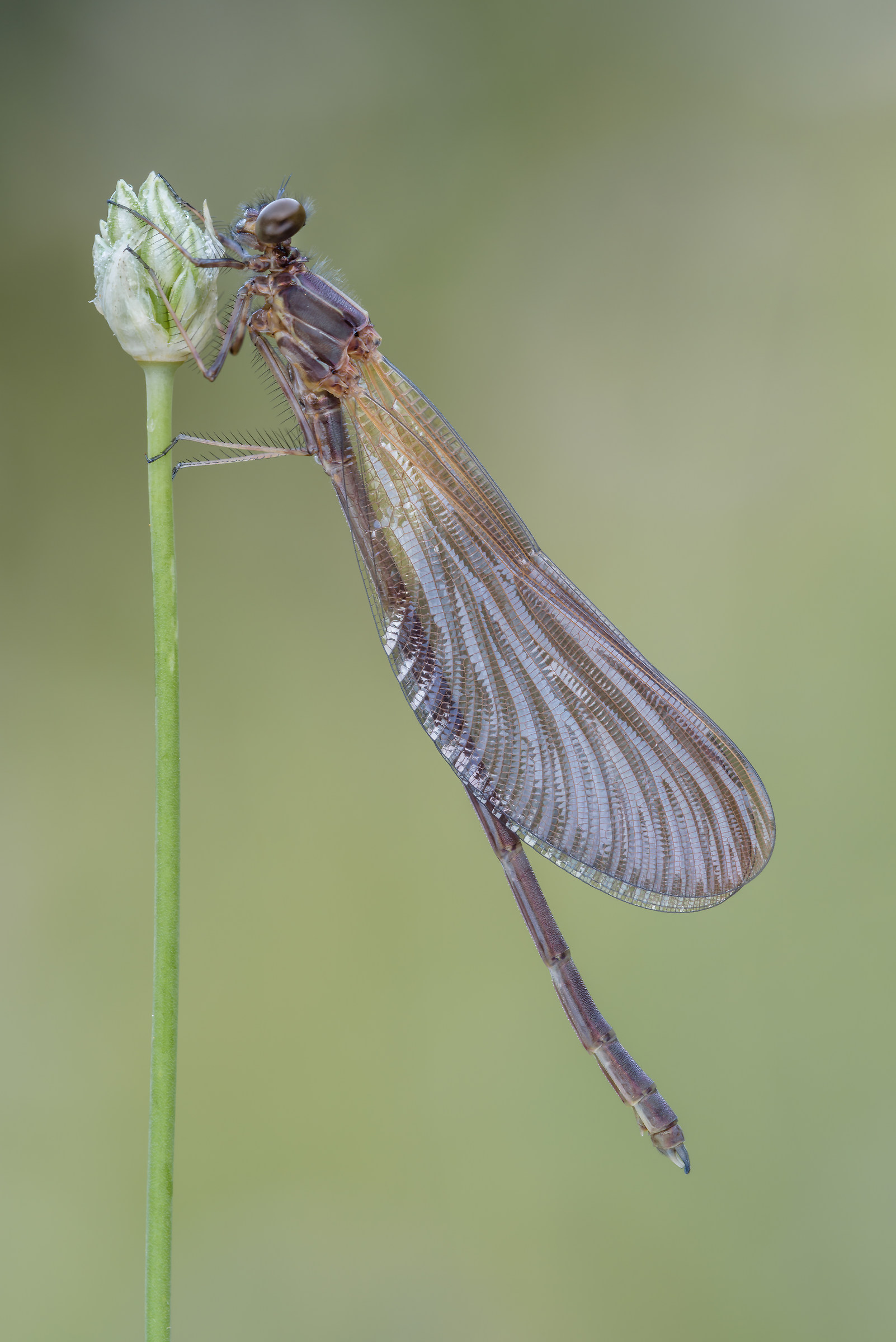 Calopteryx haemorrhoidalis