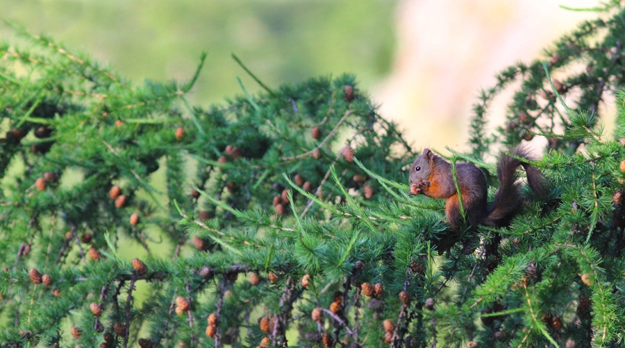 Red squirrel (Sciurus vulgaris)