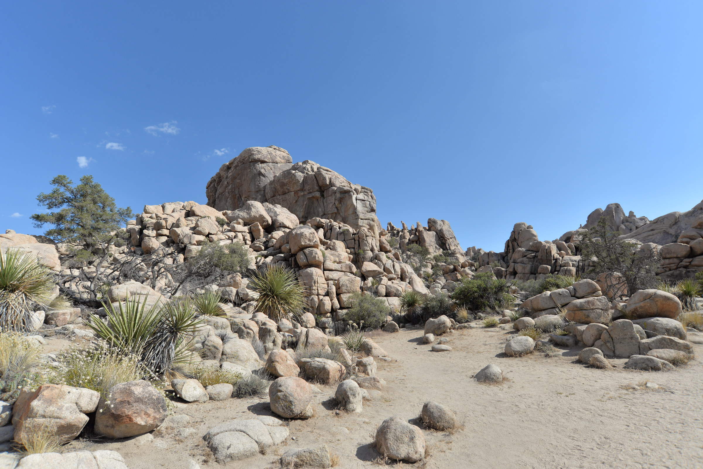 Joshua Tree California A
