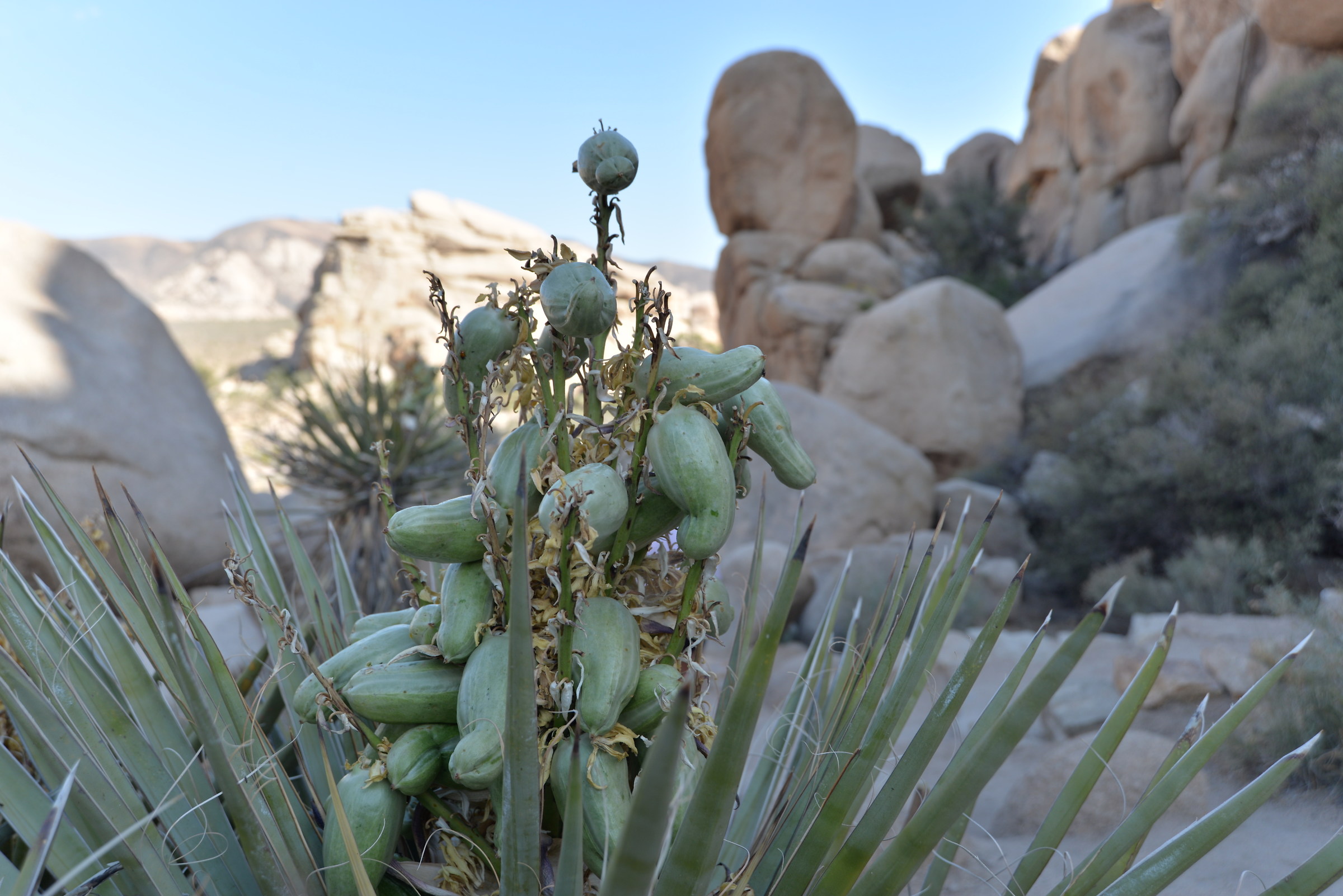 Joshua Tree California A