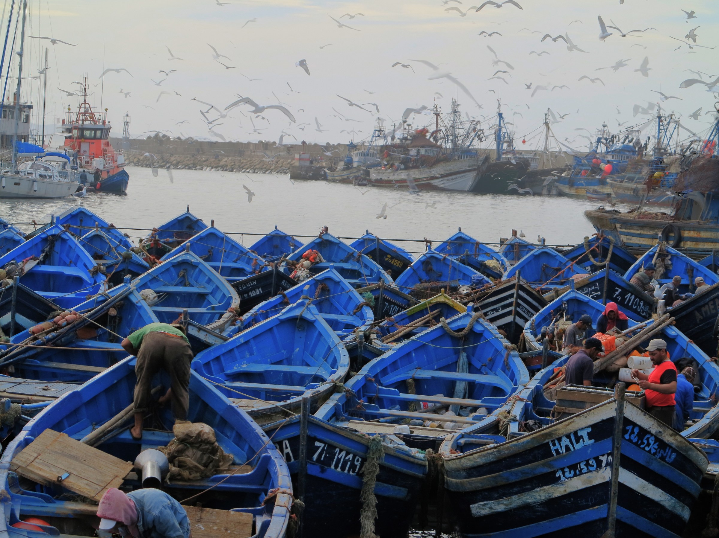 blue boats, Essauira