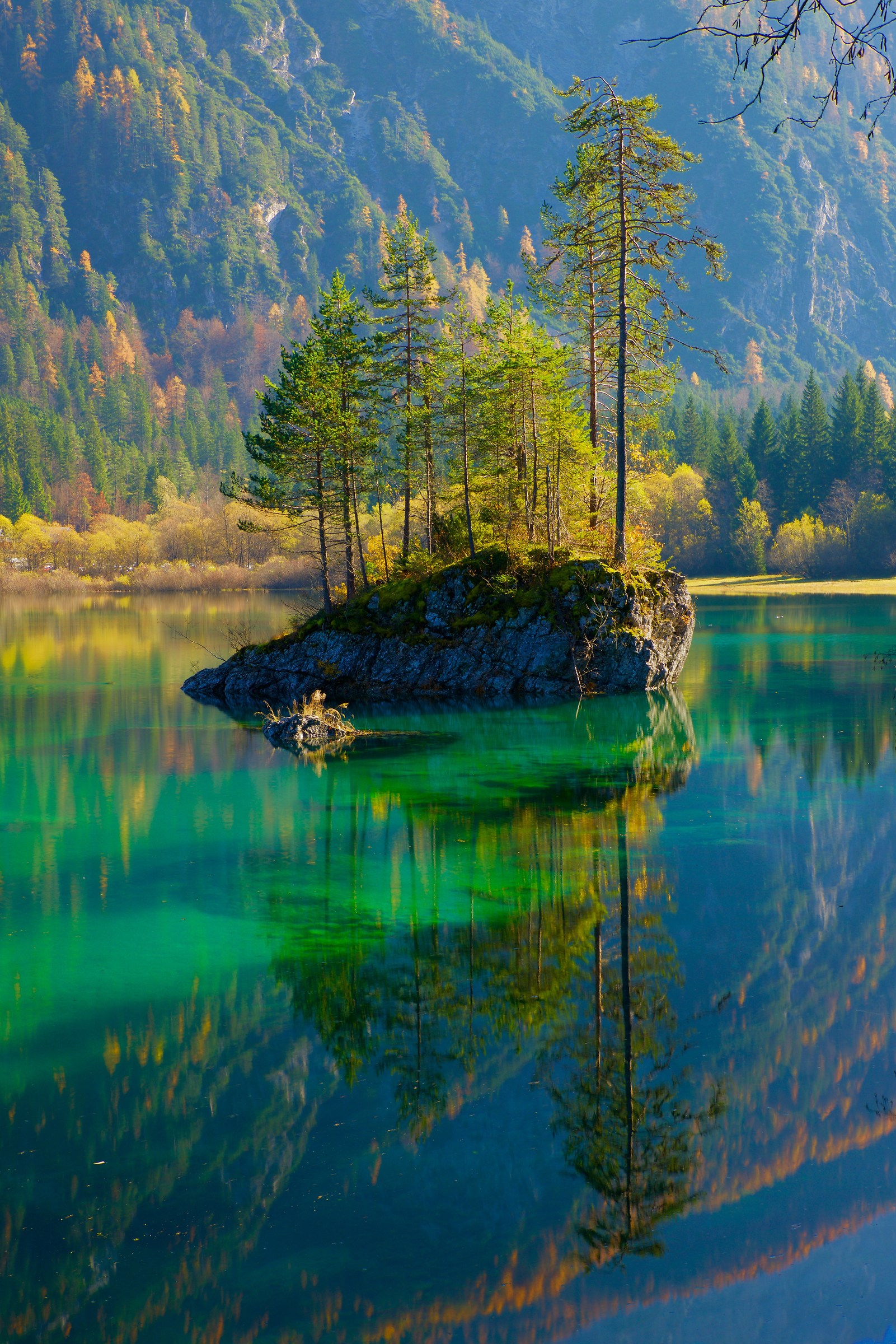 Alberi sul lago verde
