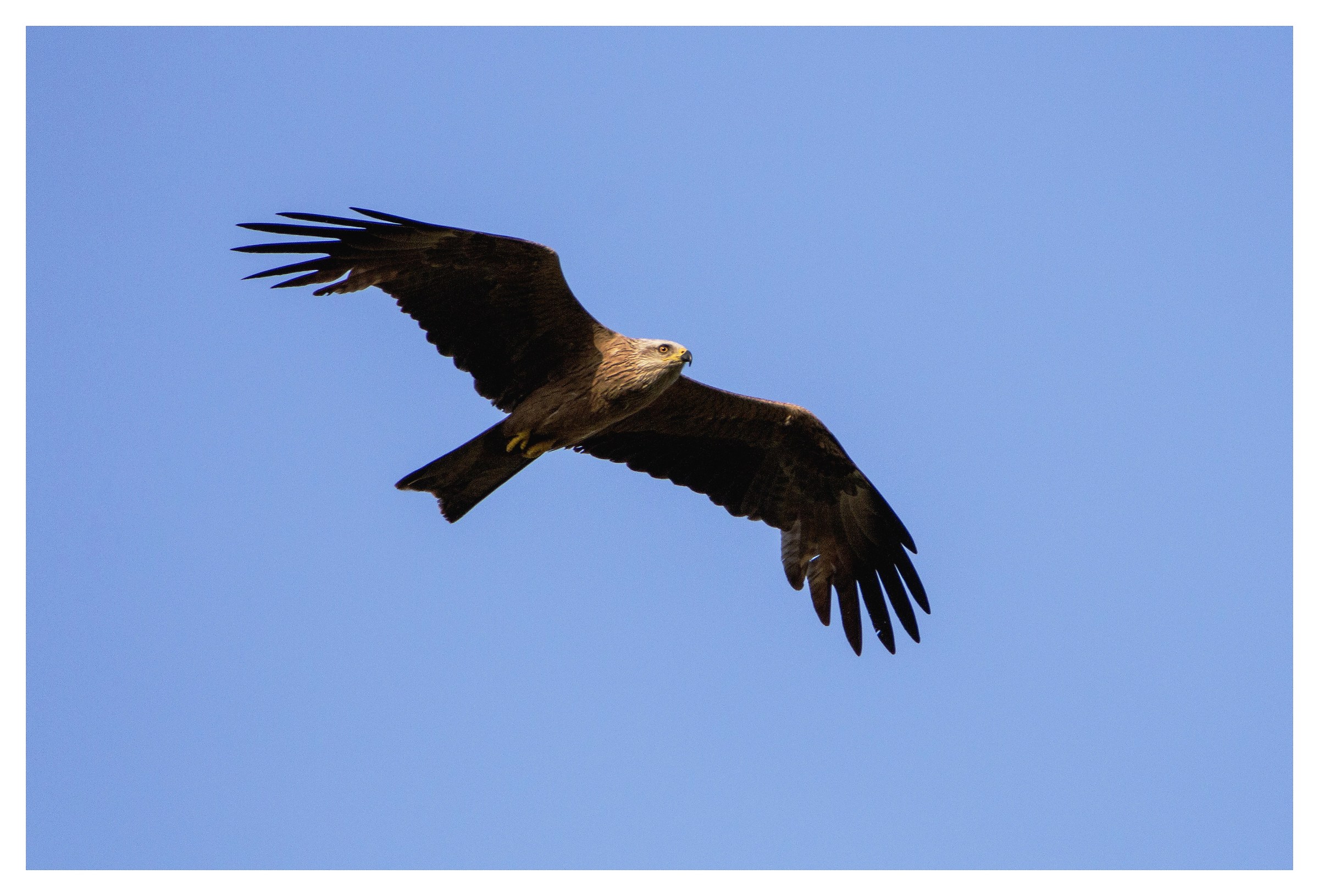 black kite