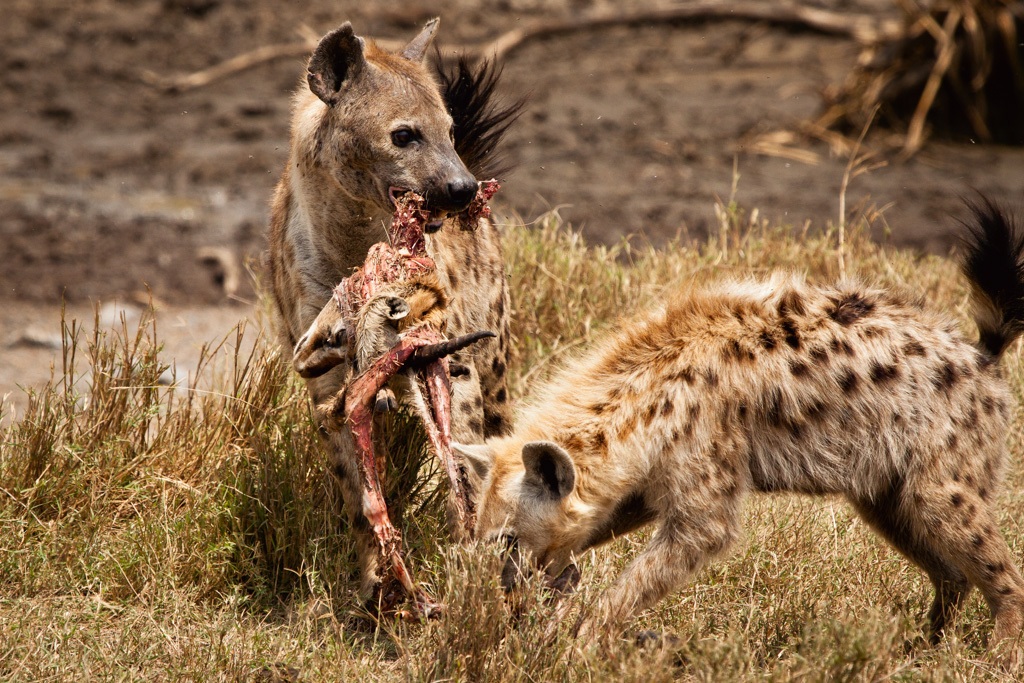Lunch of hyenas