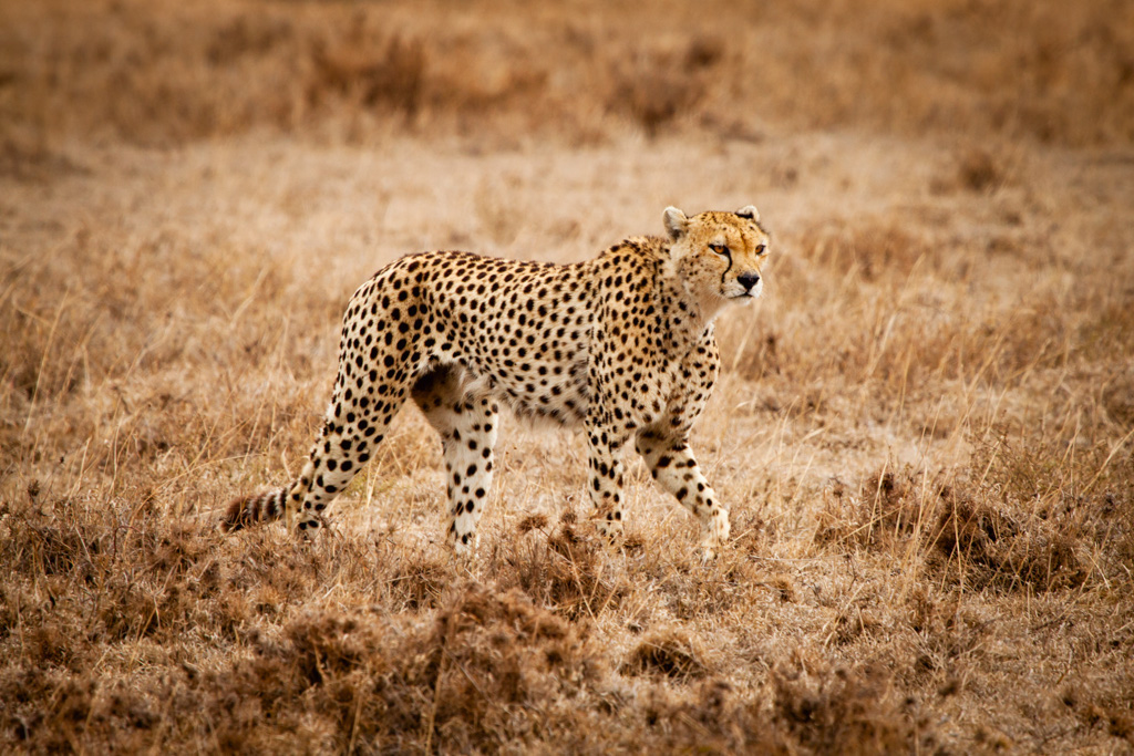 Cheetah