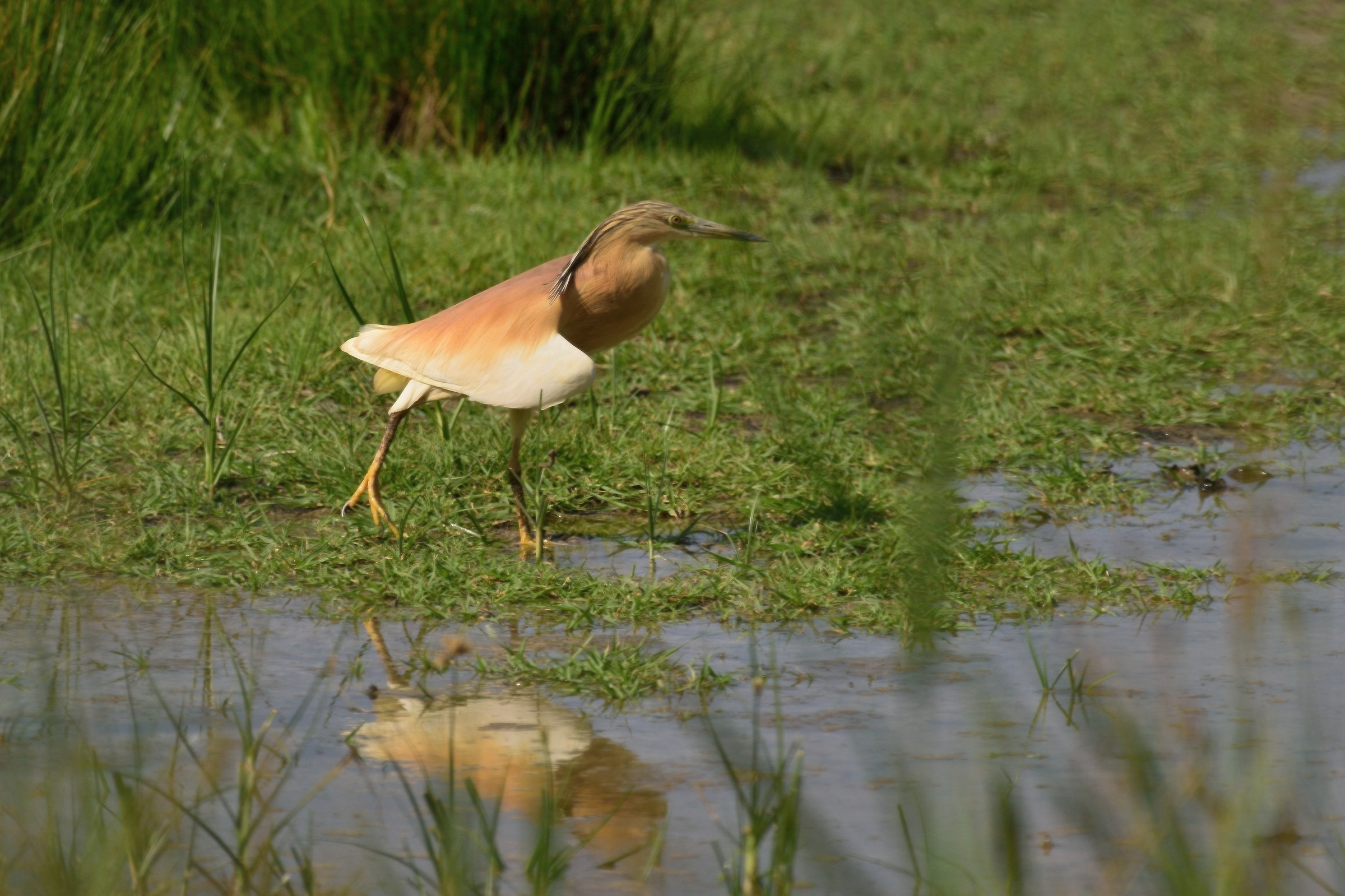 Sgarza Ciuffetto in stretching