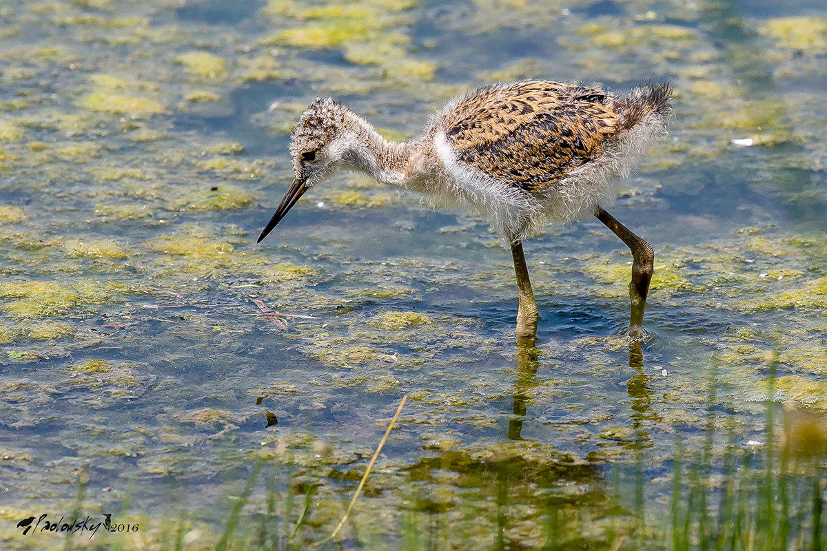 Pullo di cavaliere d'Italia