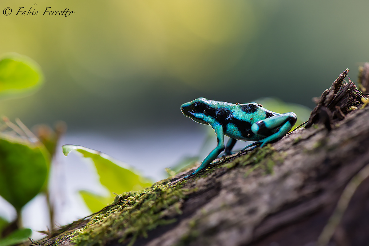 Green & Black Poison Frog