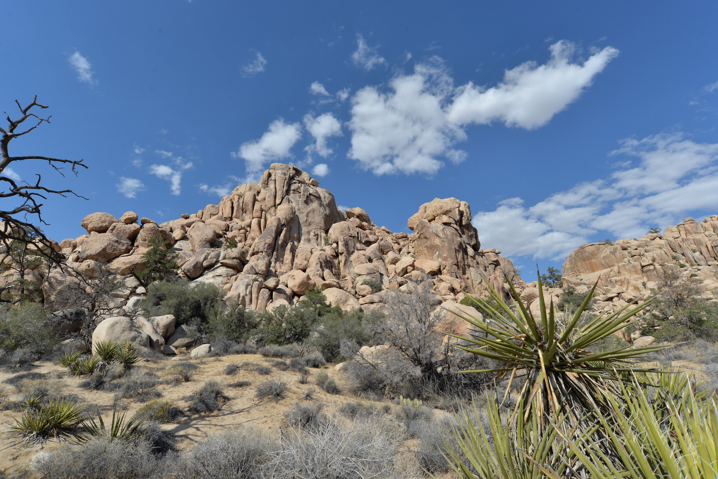 Joshua Tree I