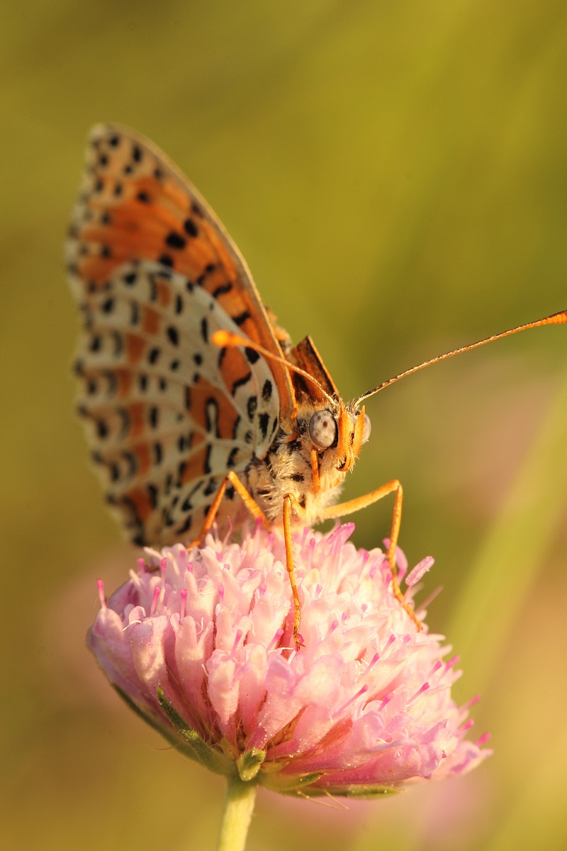 Melitaea didyma???