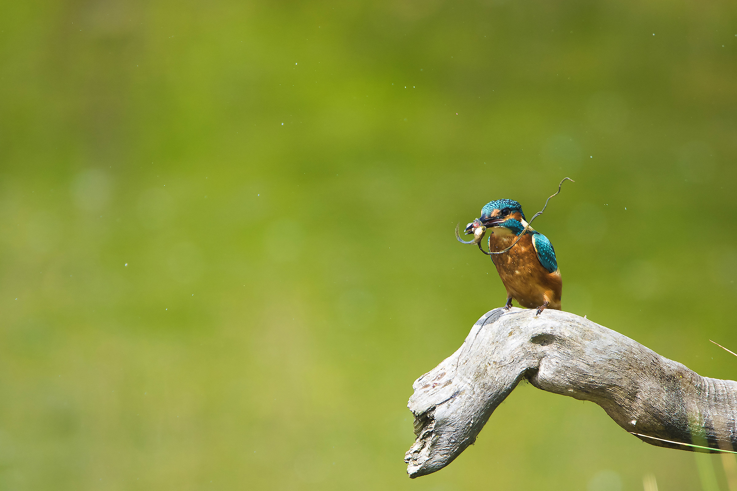 Martin Pescatore con preda
