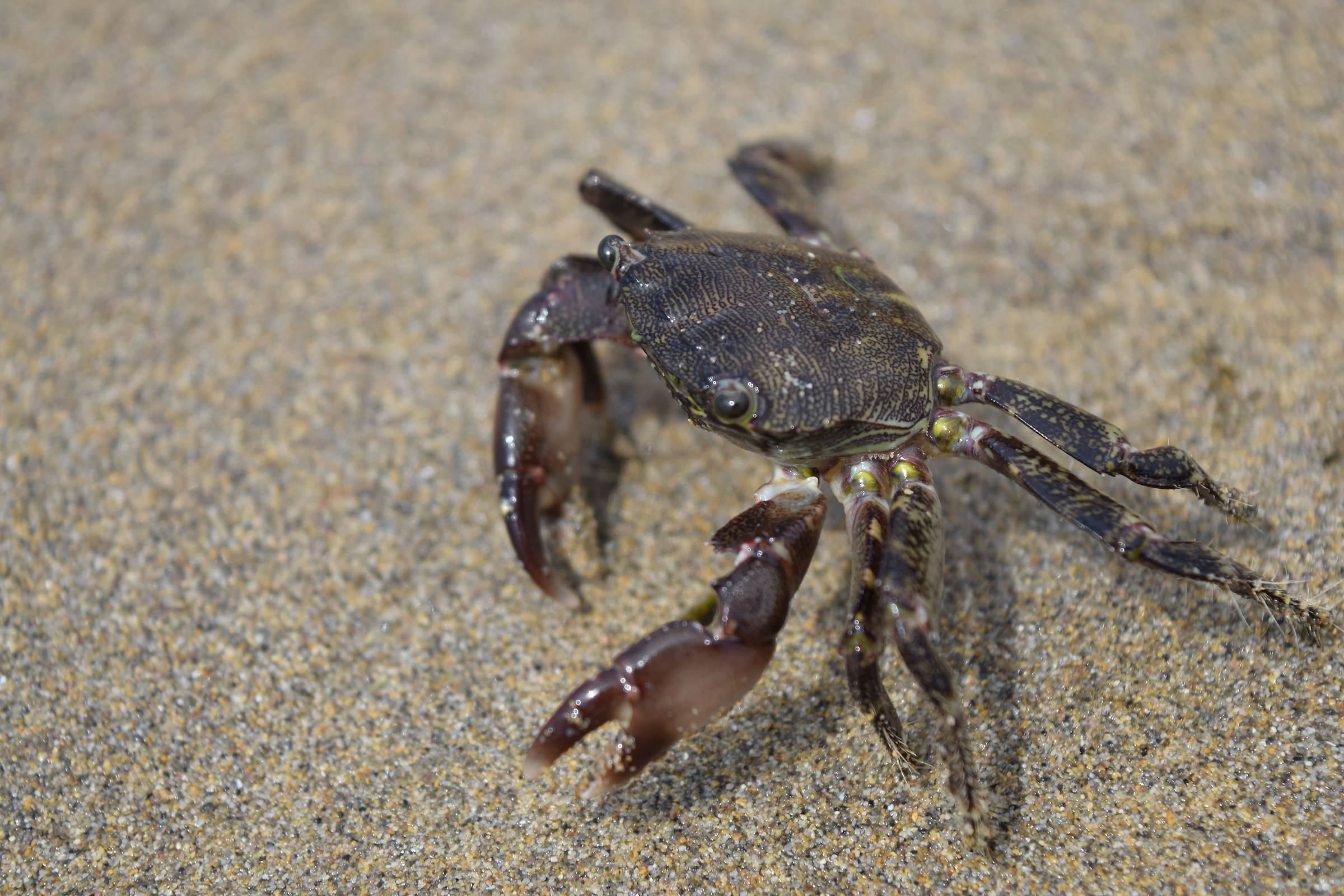 Dating to the sea home