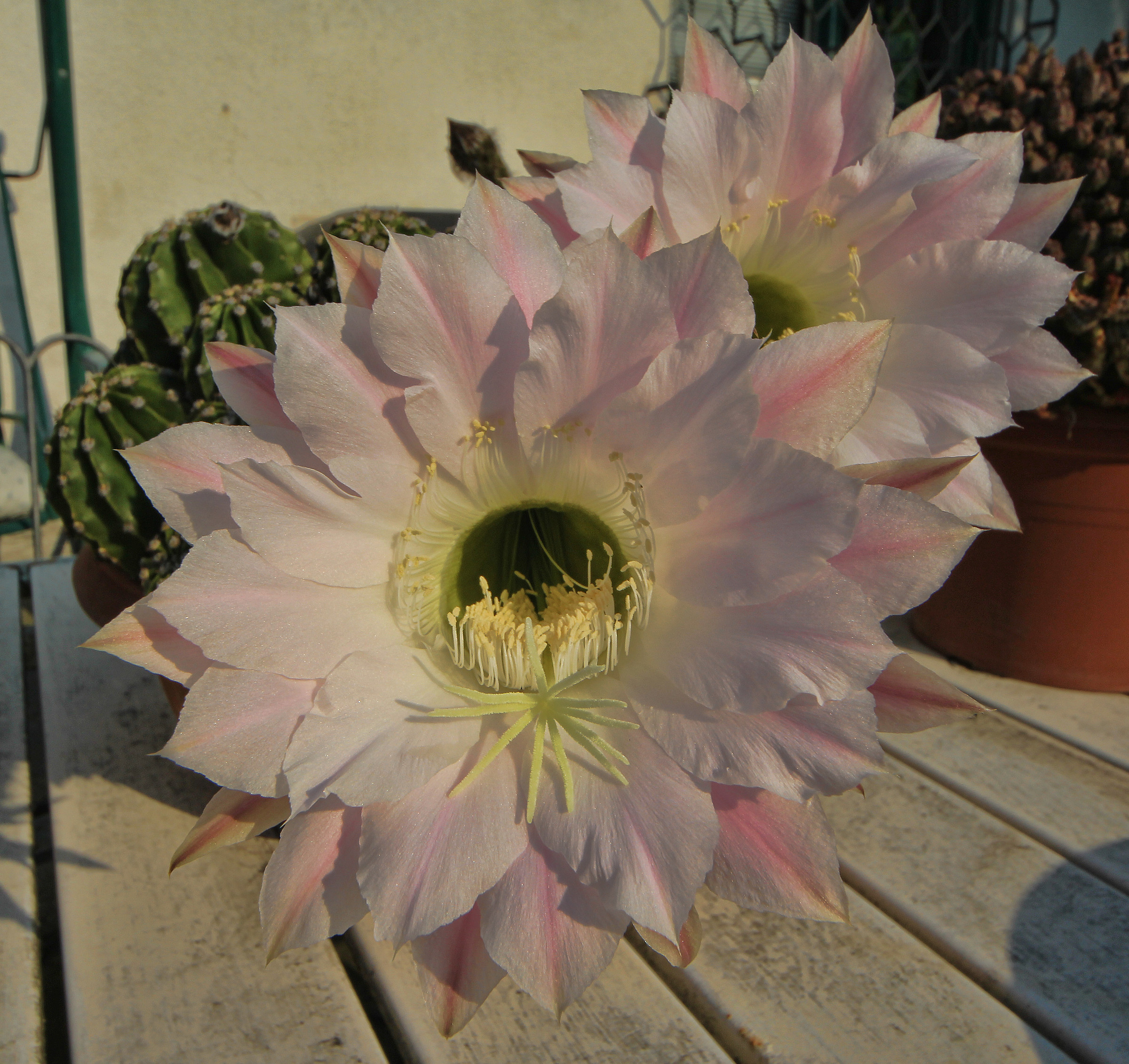 Cactus flowers