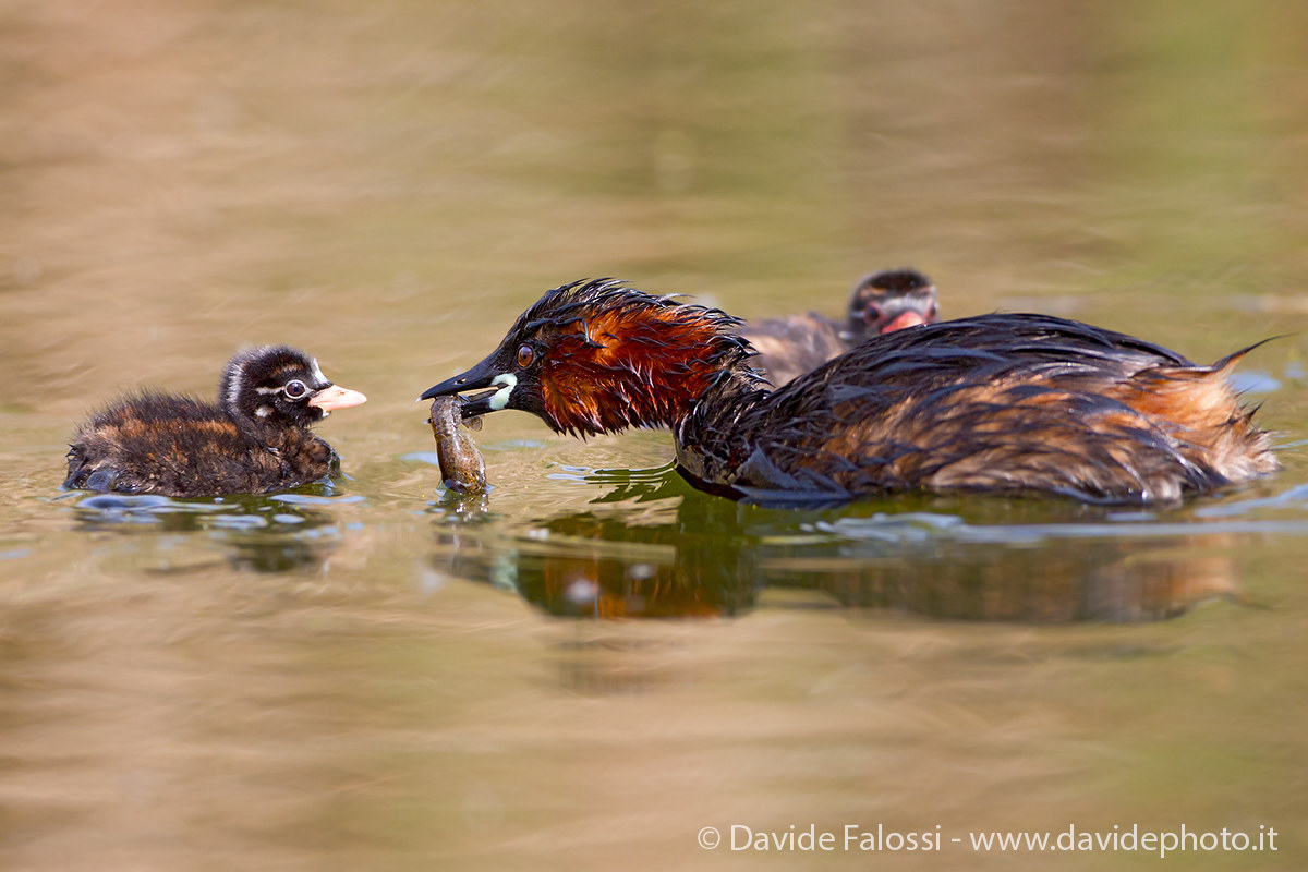 Shrimp for the small