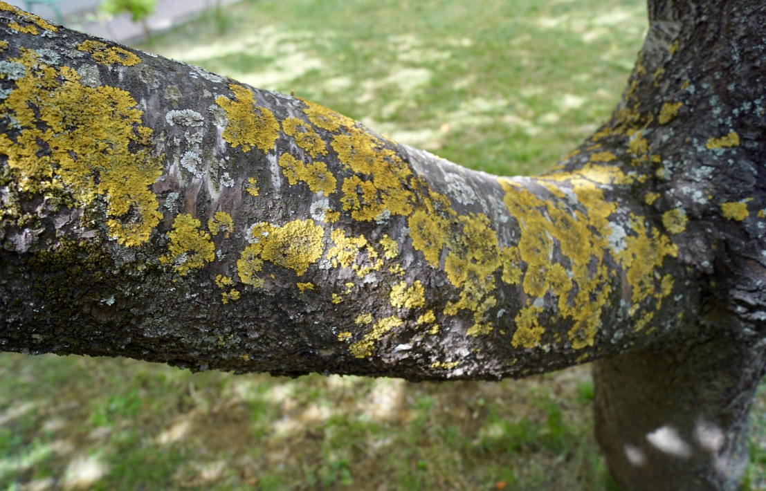 lichens