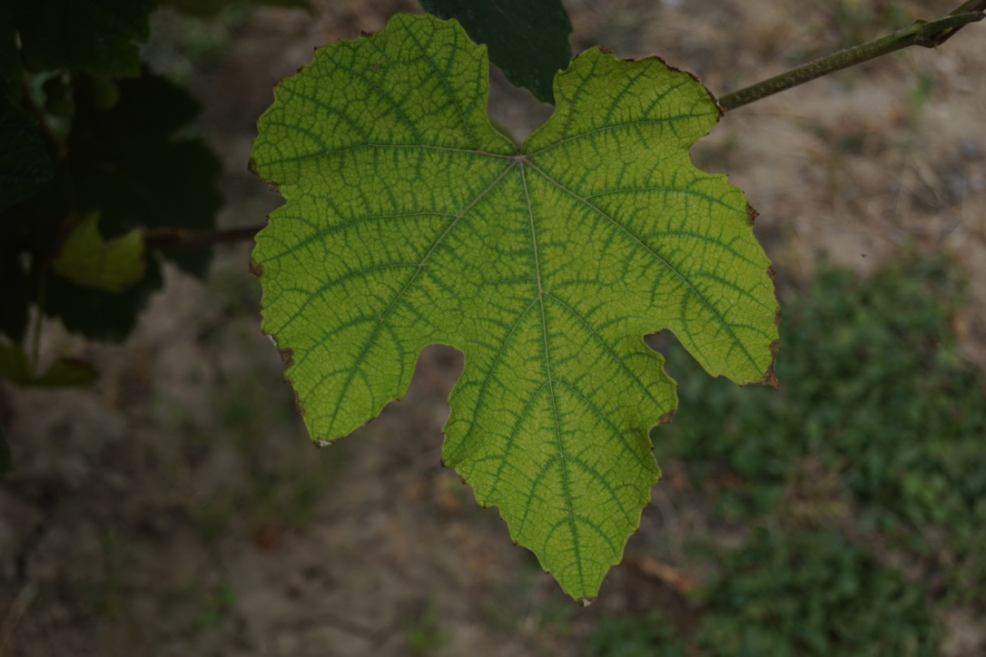 Leaf d 'grape strawberry