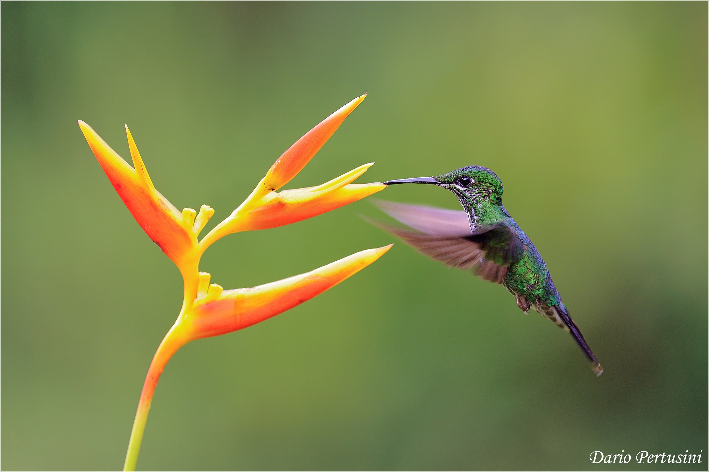 Light My Fire (White-bellied Mountain-gem female)