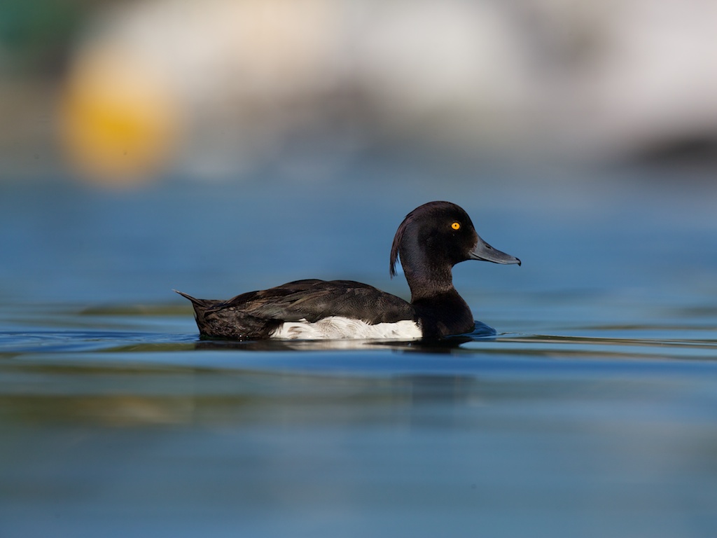 Tufted Duck at sunset