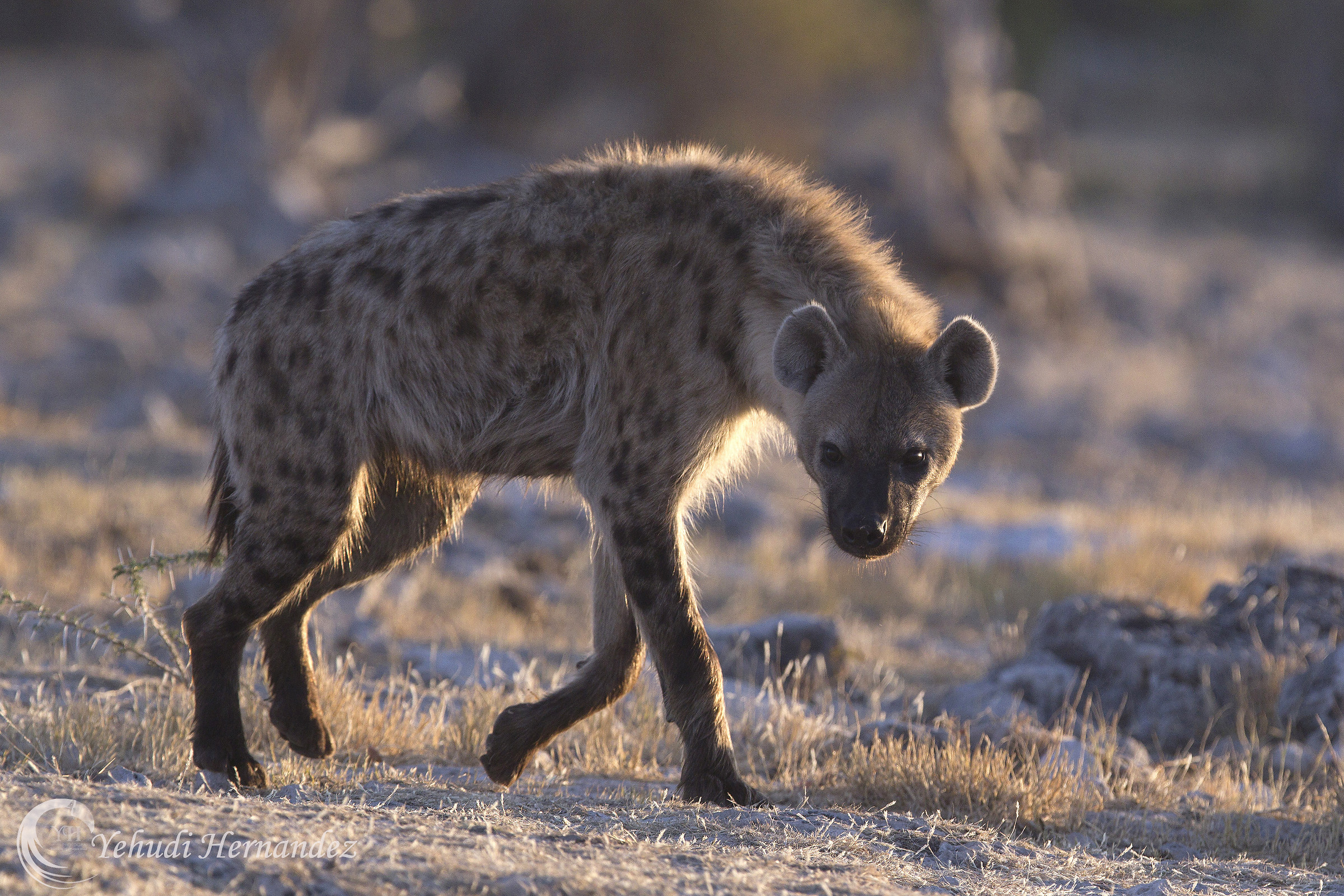 Spotted Hyena
