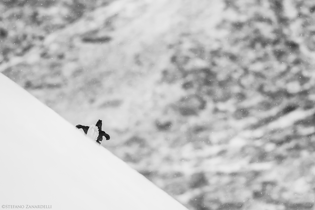 Gallo Forcello...in attesa degli avversari...