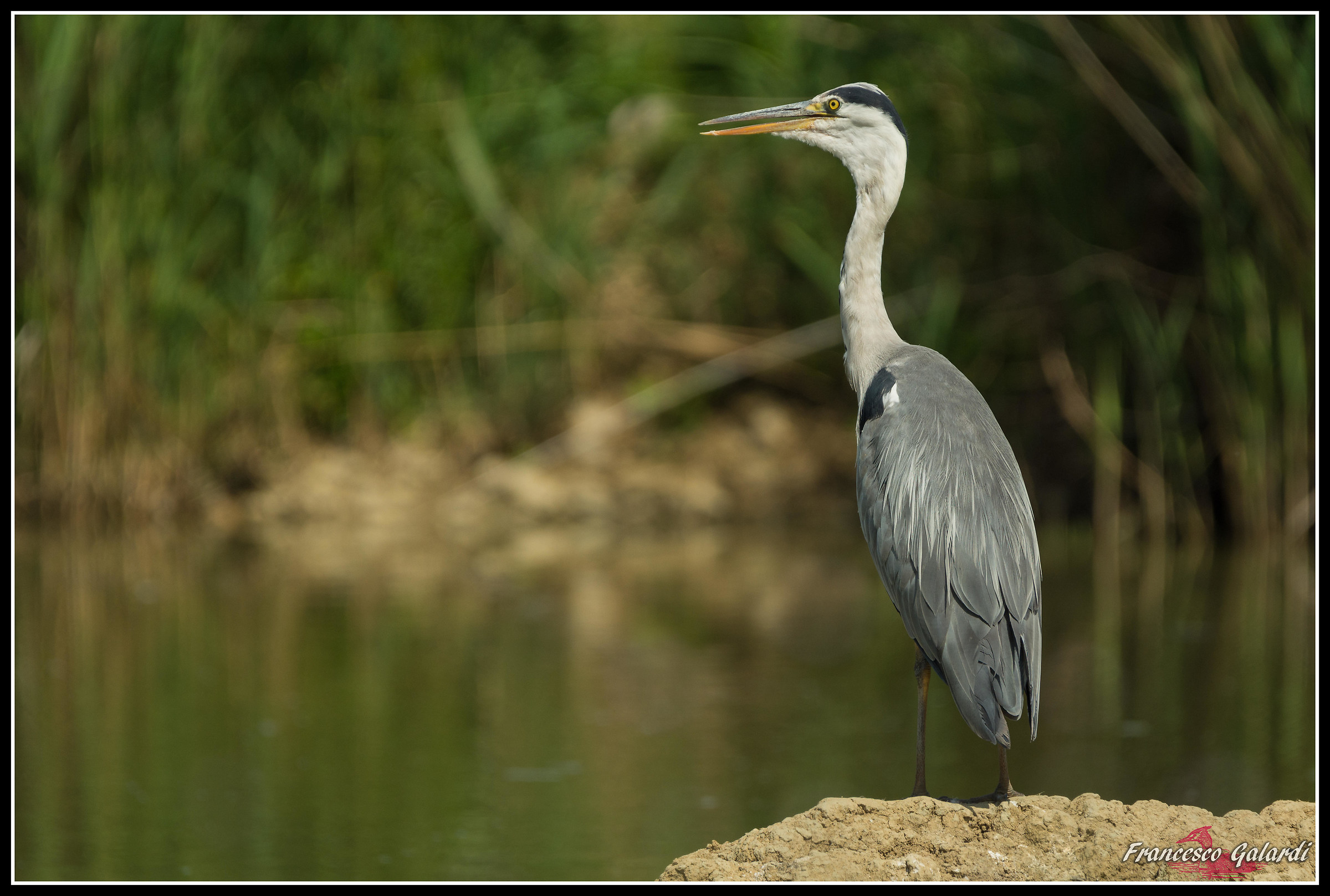 Airone Cenerino - Ardea Cinerea
