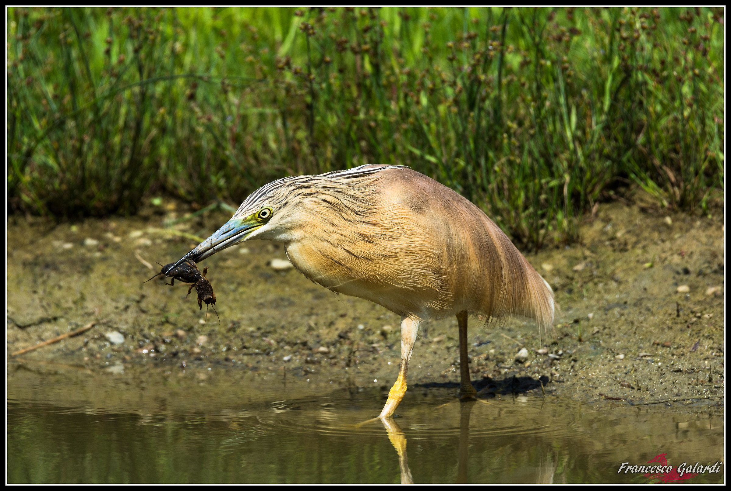 Buono questo grillotalpa!!!
