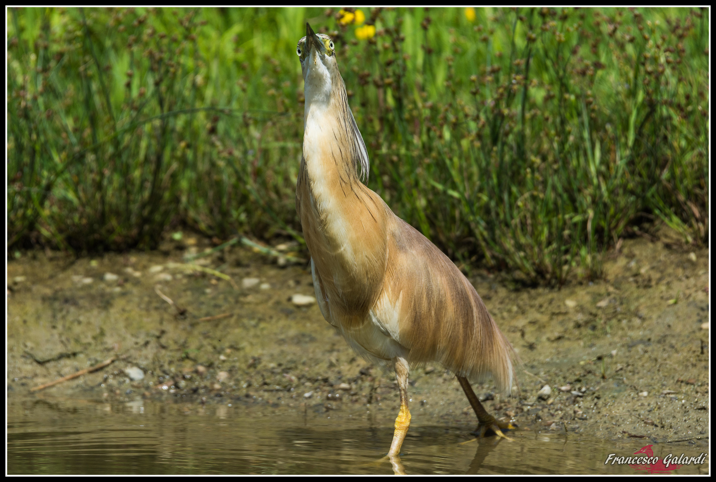 Ingoiando il grillotalpa!!!