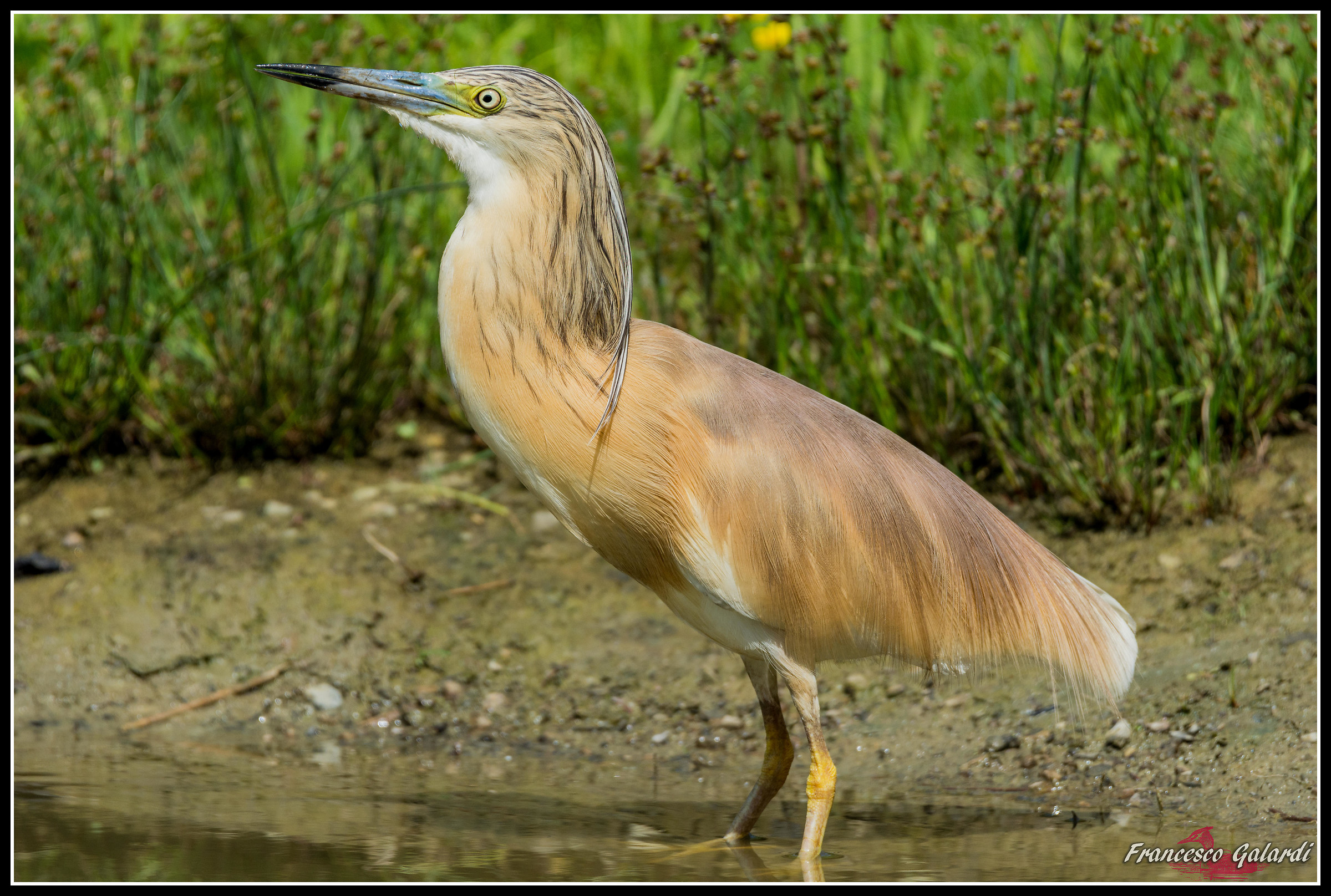 Sgarza ciuffetto - Ardeola ralloides
